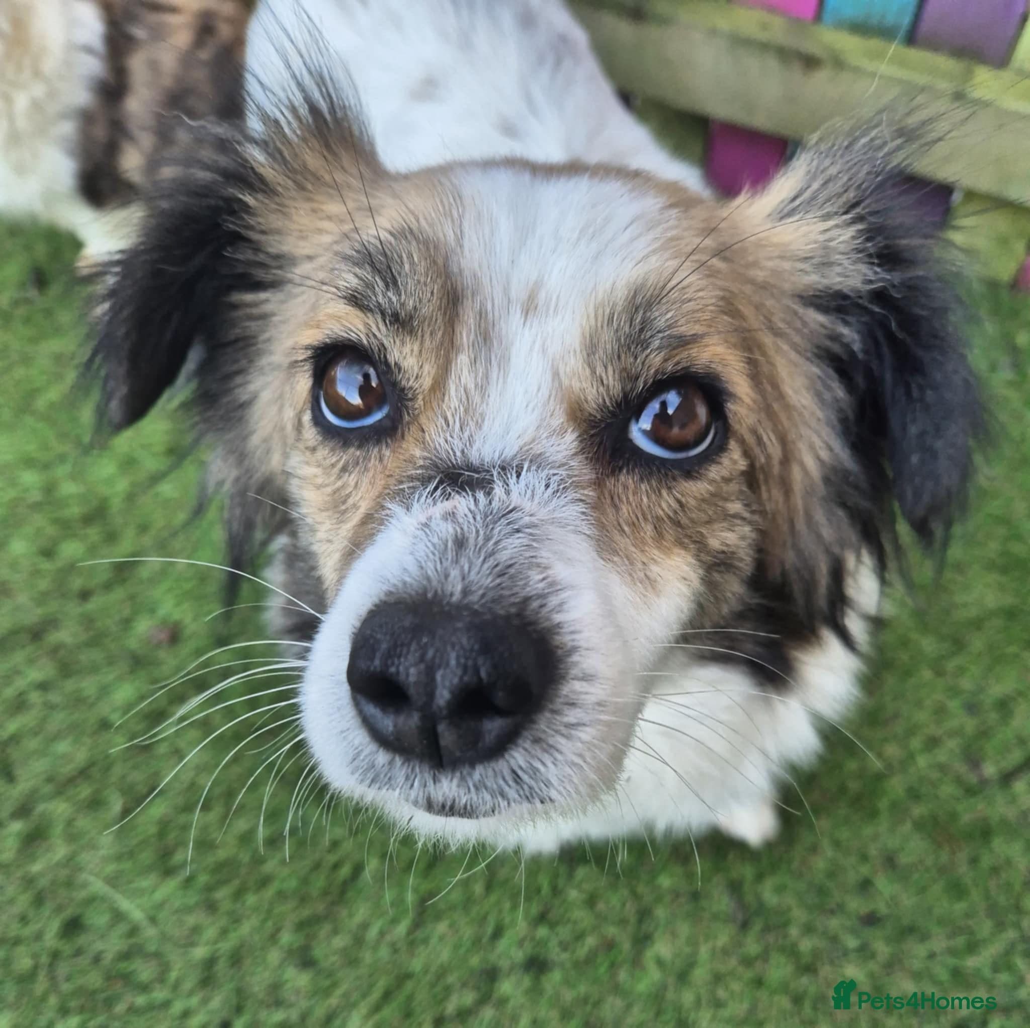 Buddy - In Ayr photo 3