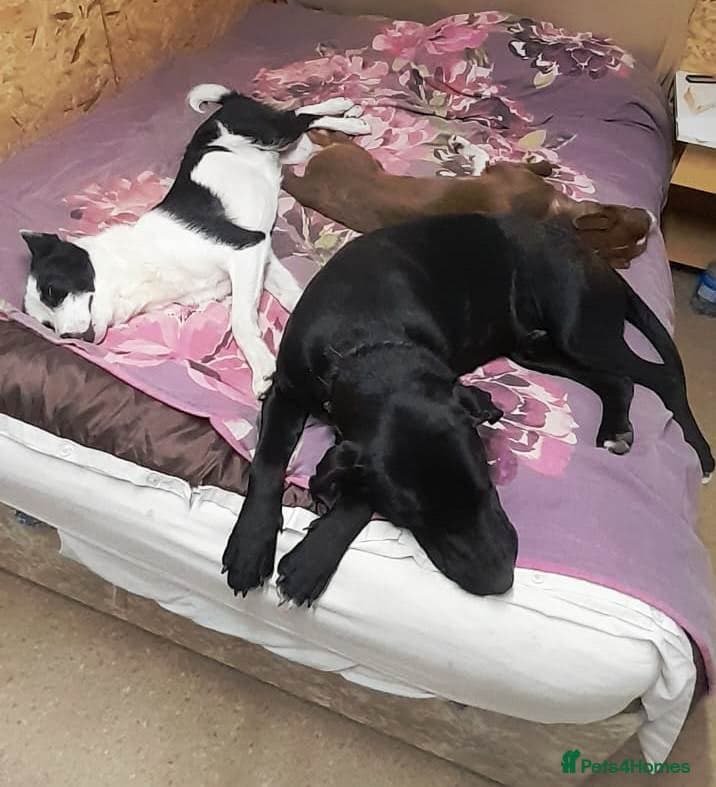 SHEAMUS,URGENT sensitive Soul Labrador Cross photo 25