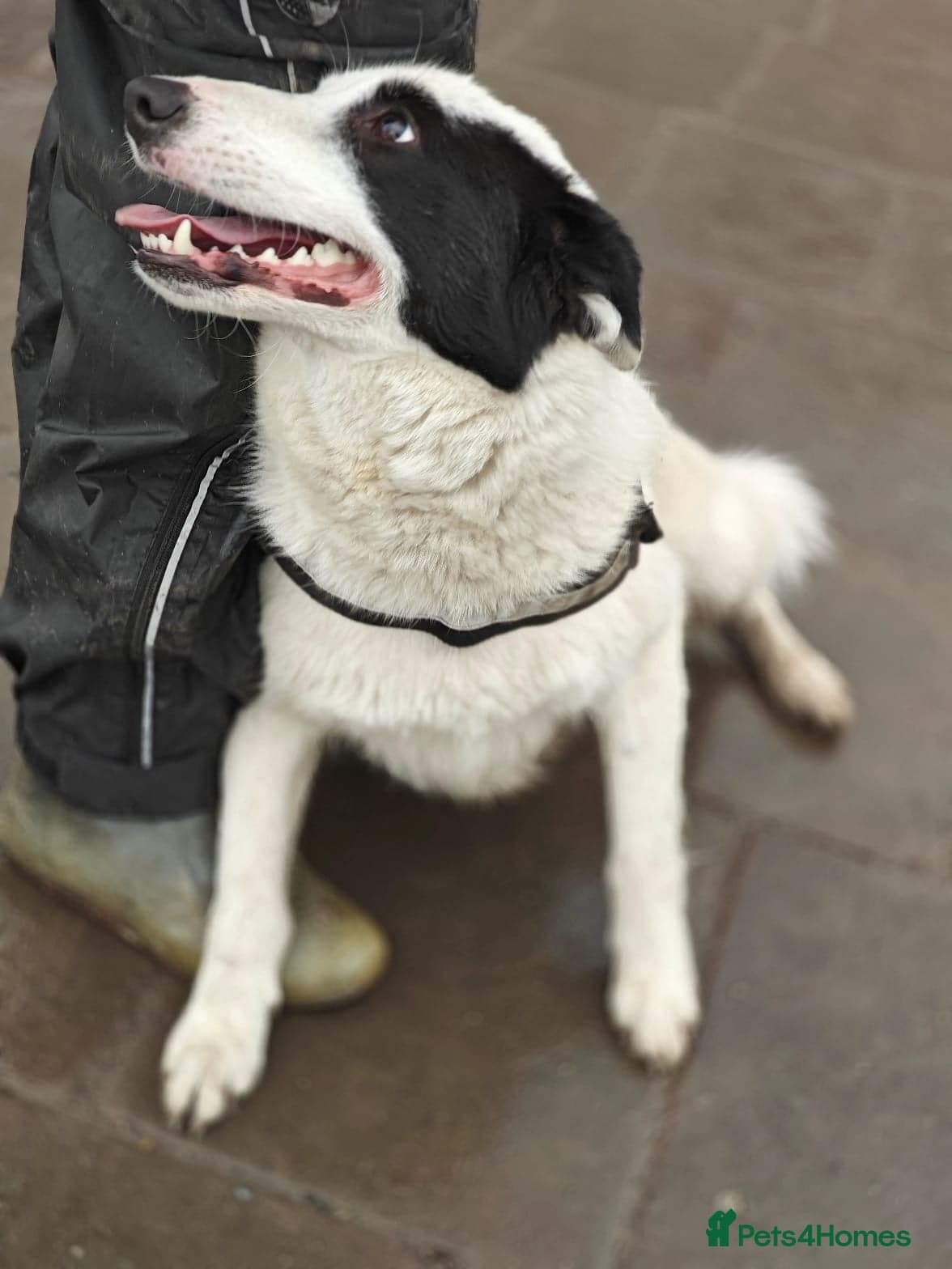 ️🐶 suzy photo 17