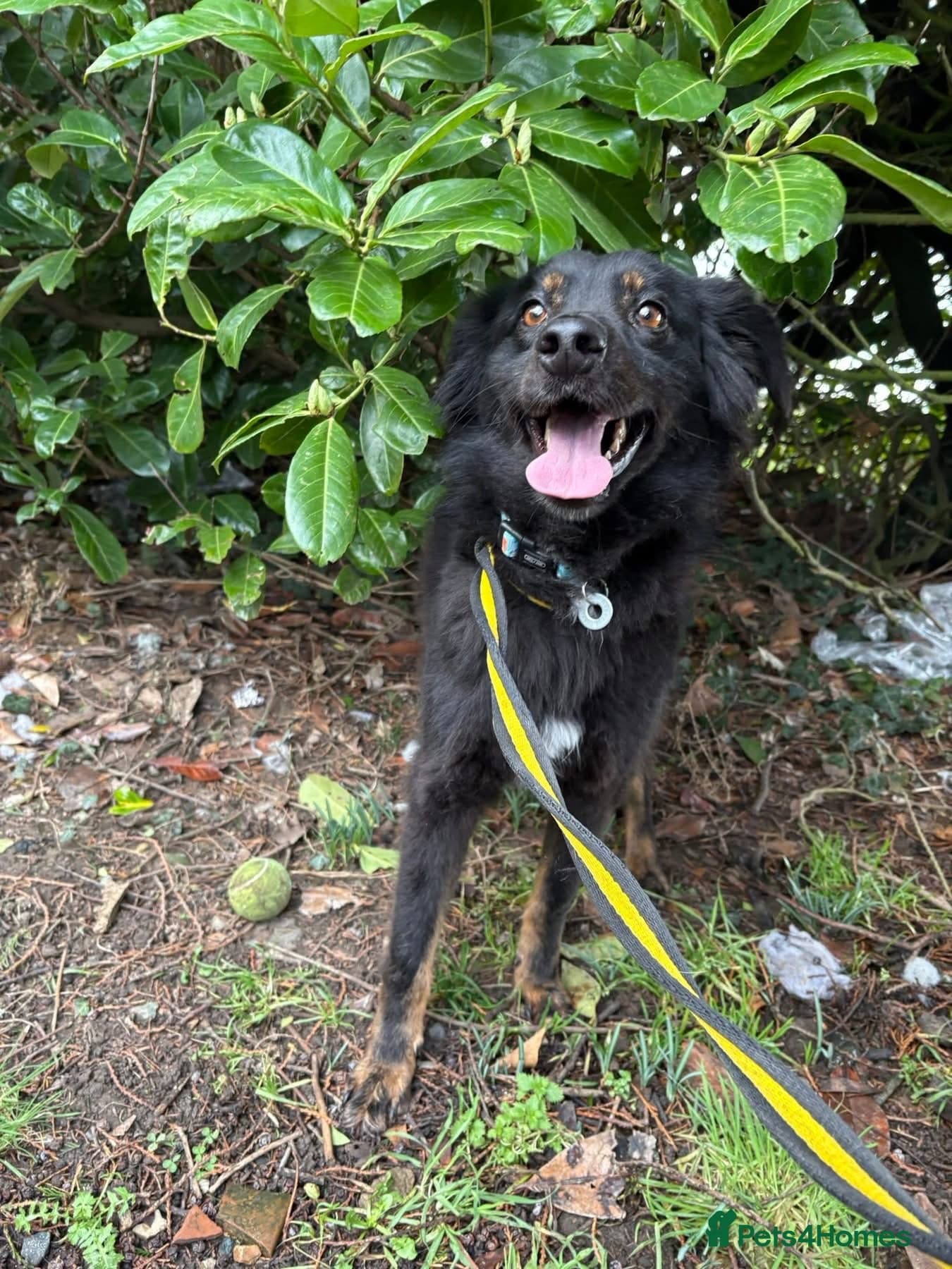 Newton - Norwich Norfolk photo 3