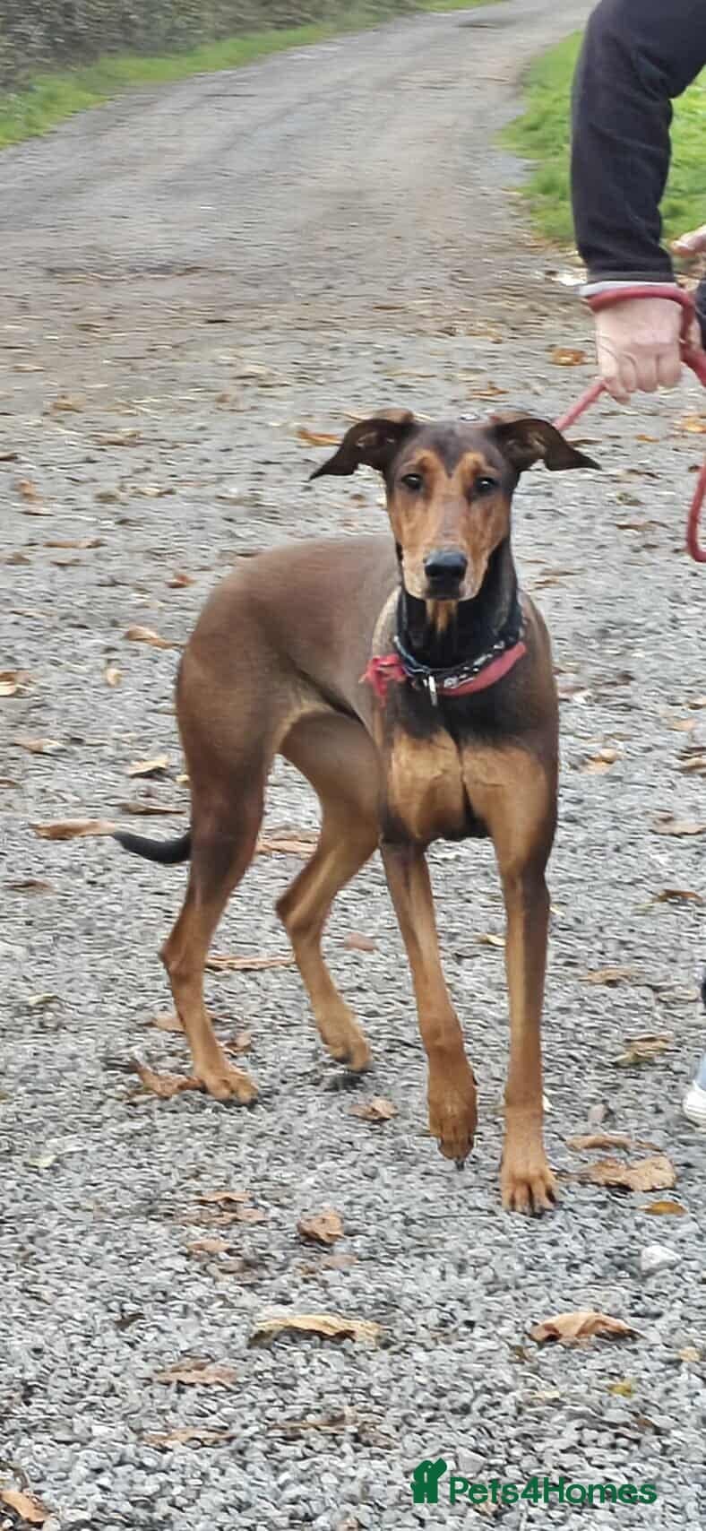 BONNIE ๐ Playful, Loving Girl photo 14