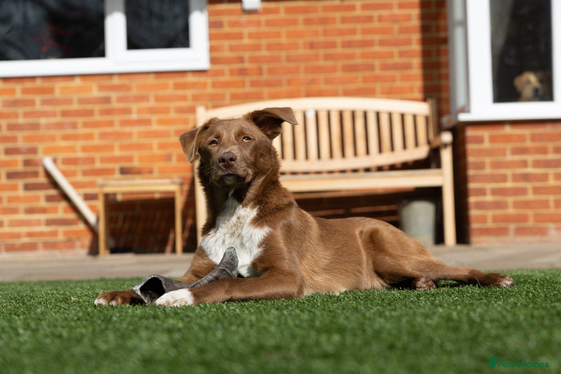 Mocha - everyone loves this lad photo 6