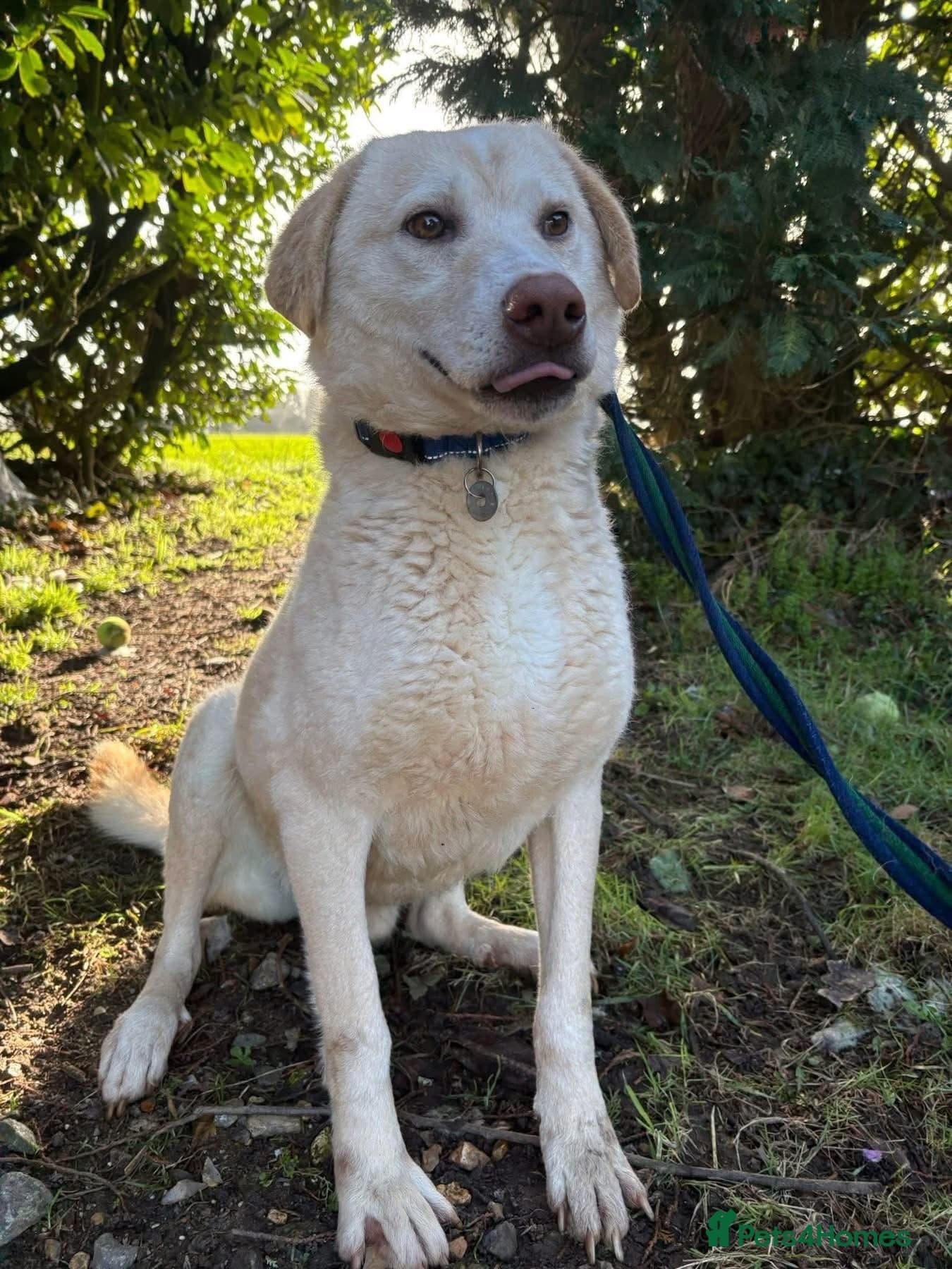 Ralph - Norwich Norfolk photo 6