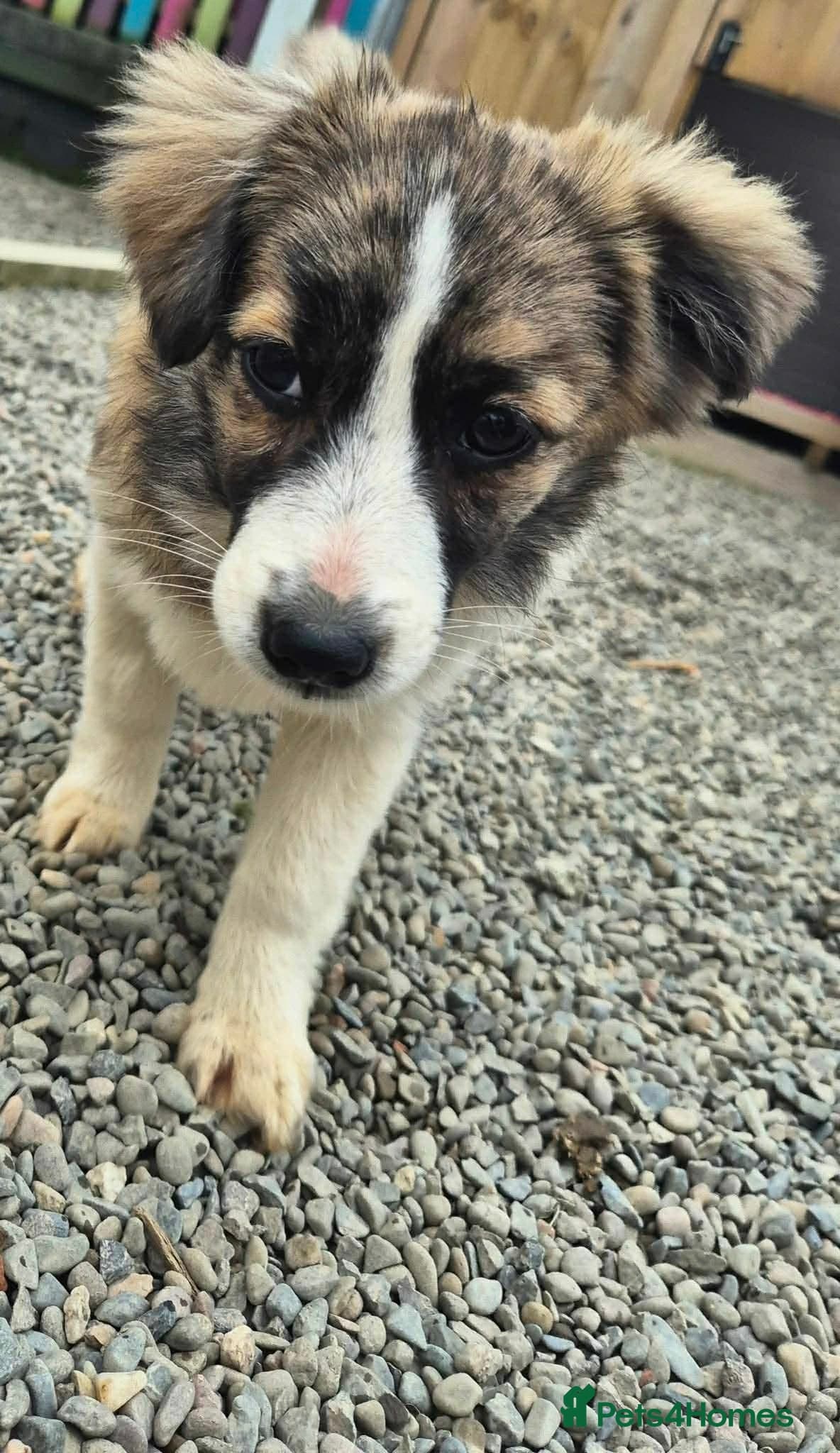 Baxter - In Ayr photo 3