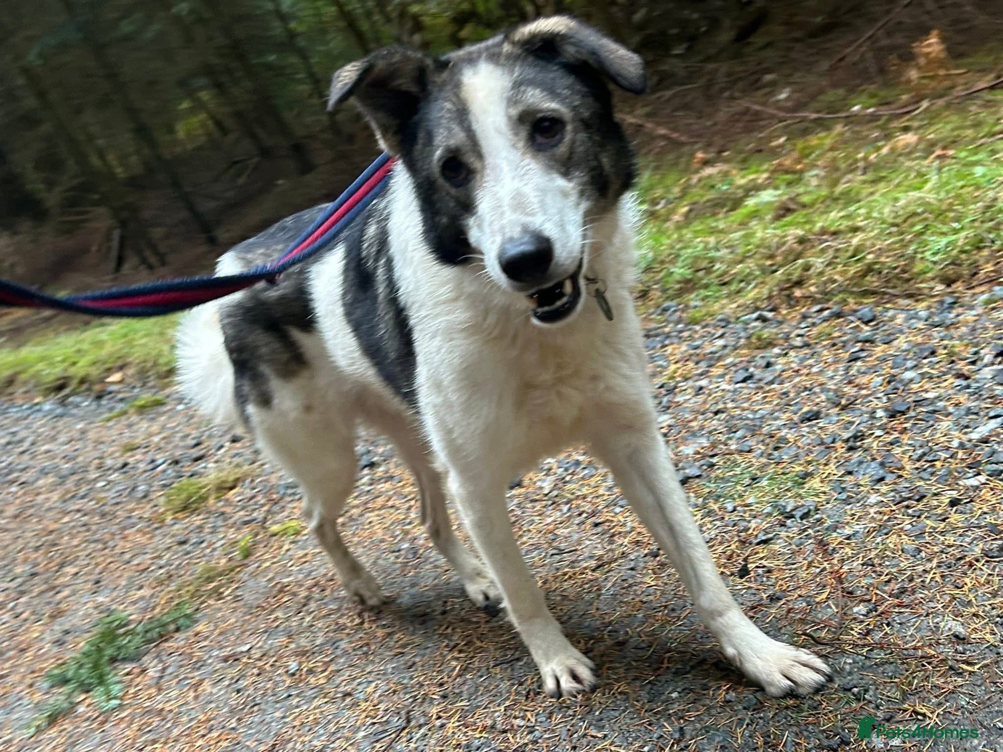 Matteo - Norwich Norfolk — Mixed Breed