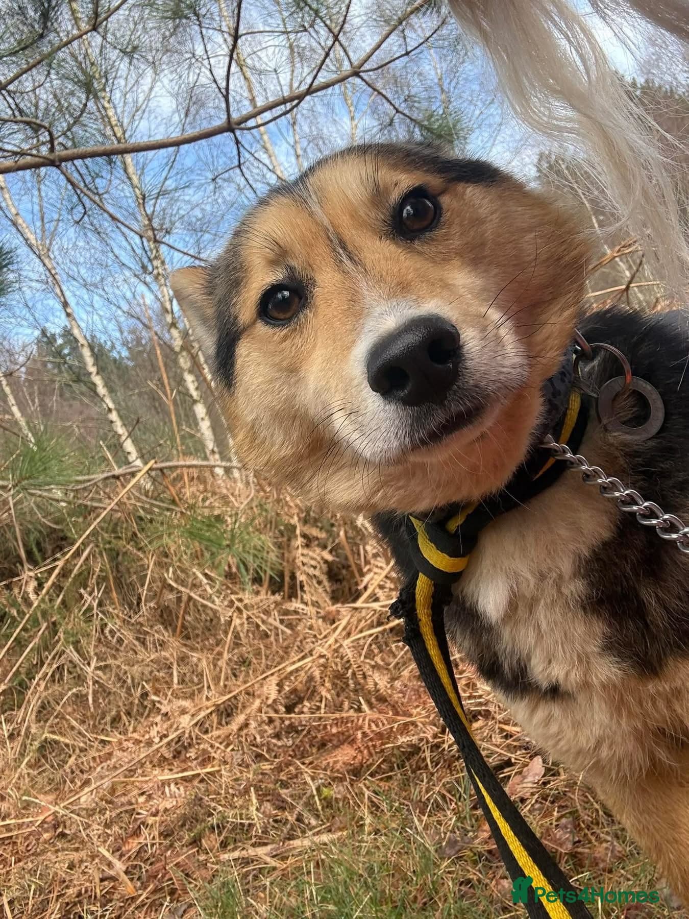 Bowie - Norwich Norfolk photo 10