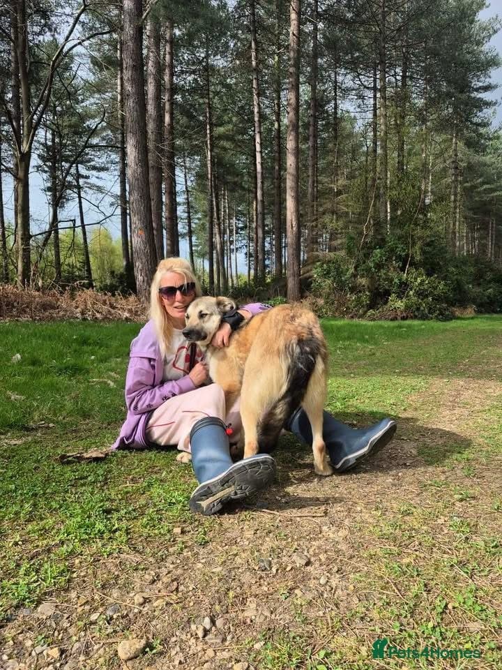 Molly - Norwich Norfolk — Mixed Breed