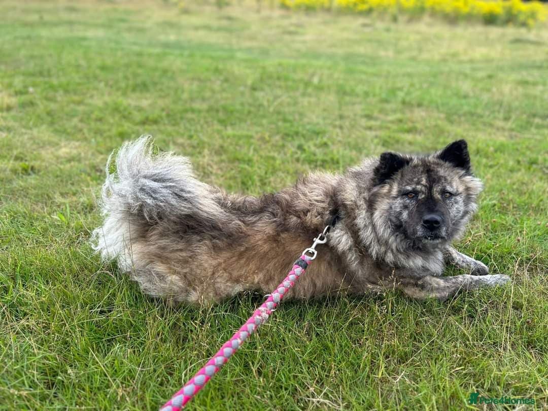 Luna Chow 💜 photo 5