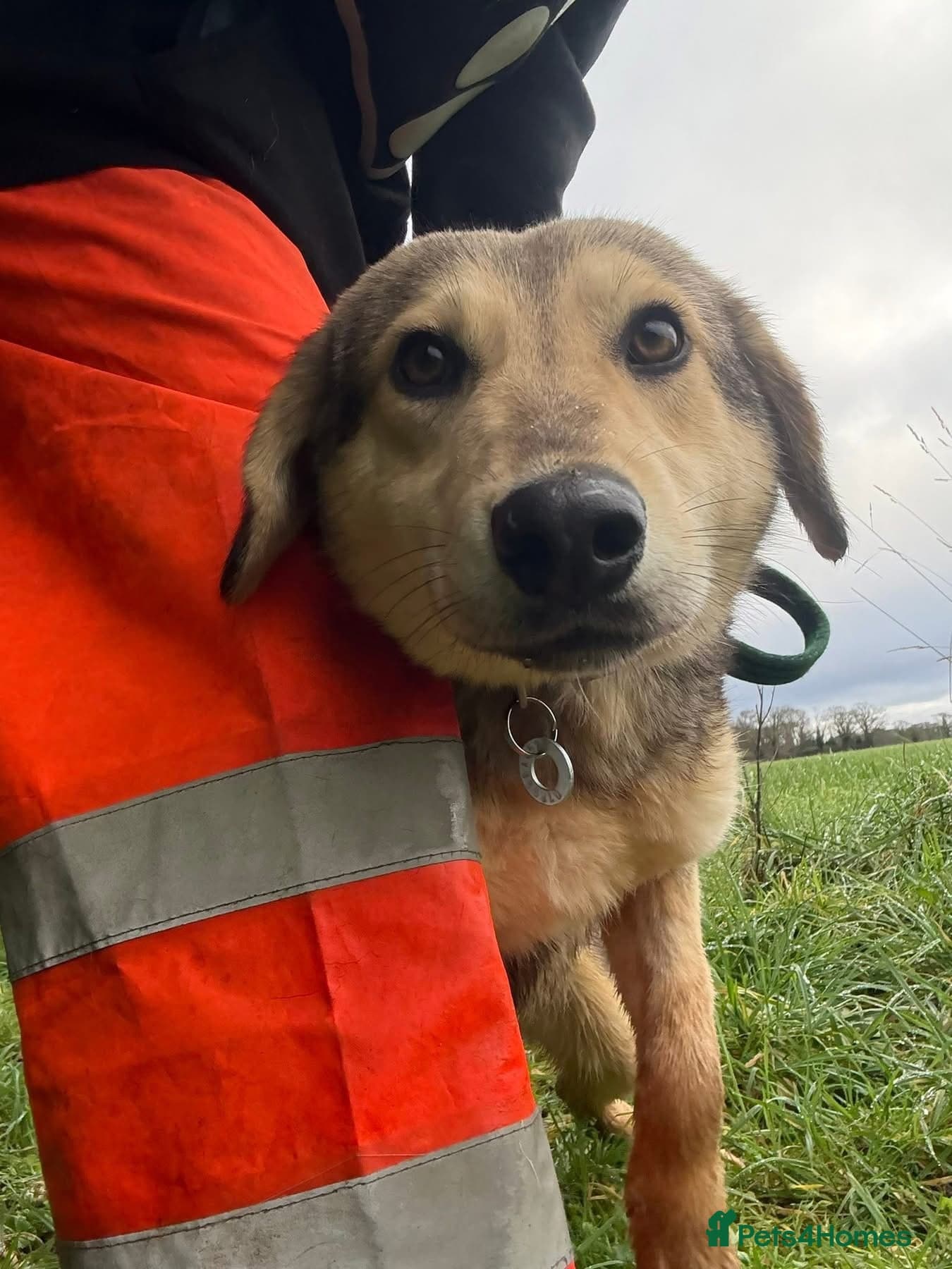 Rollo - Norwich Norfolk photo 2