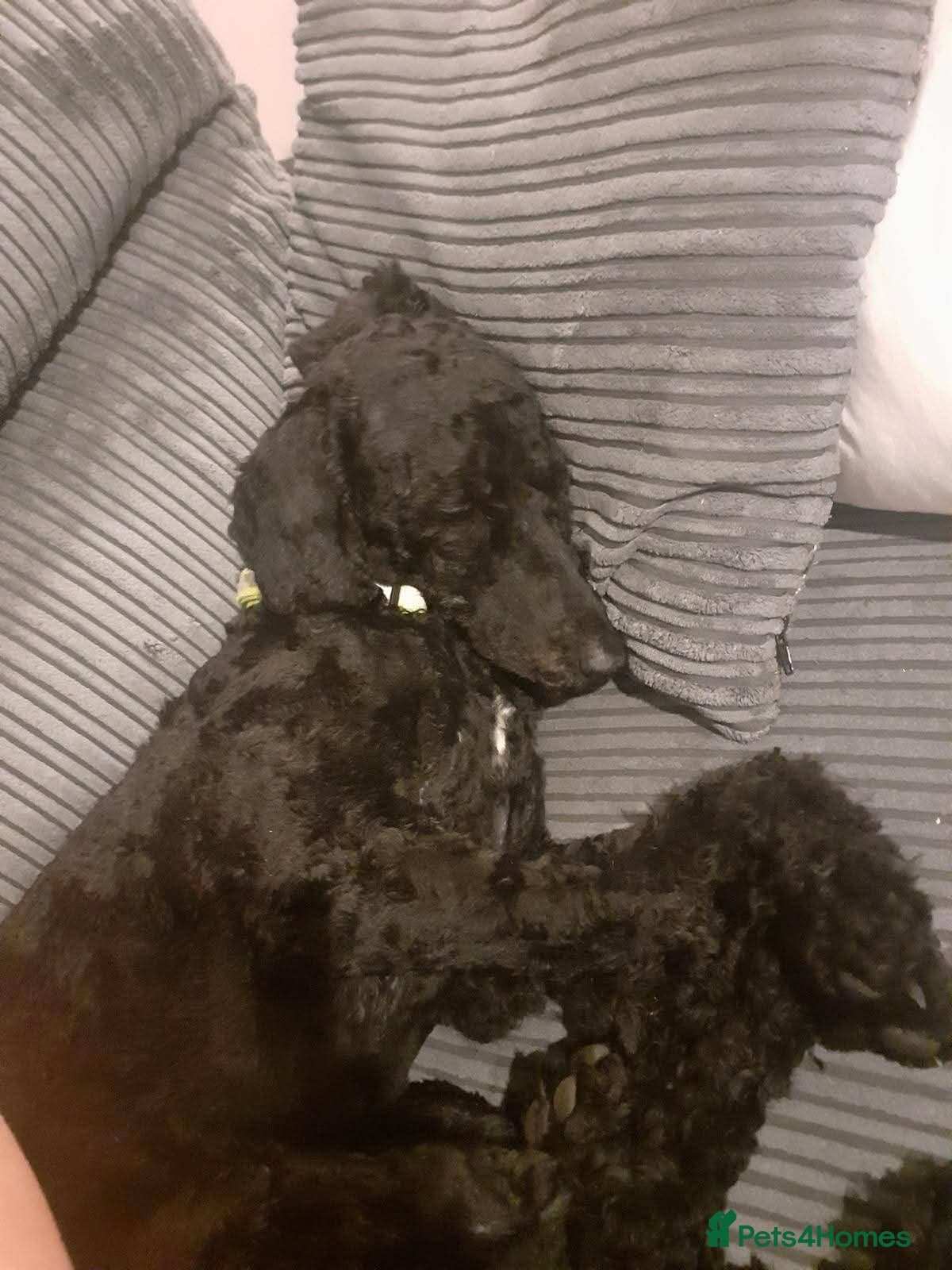 ️🐶 charlie photo 3