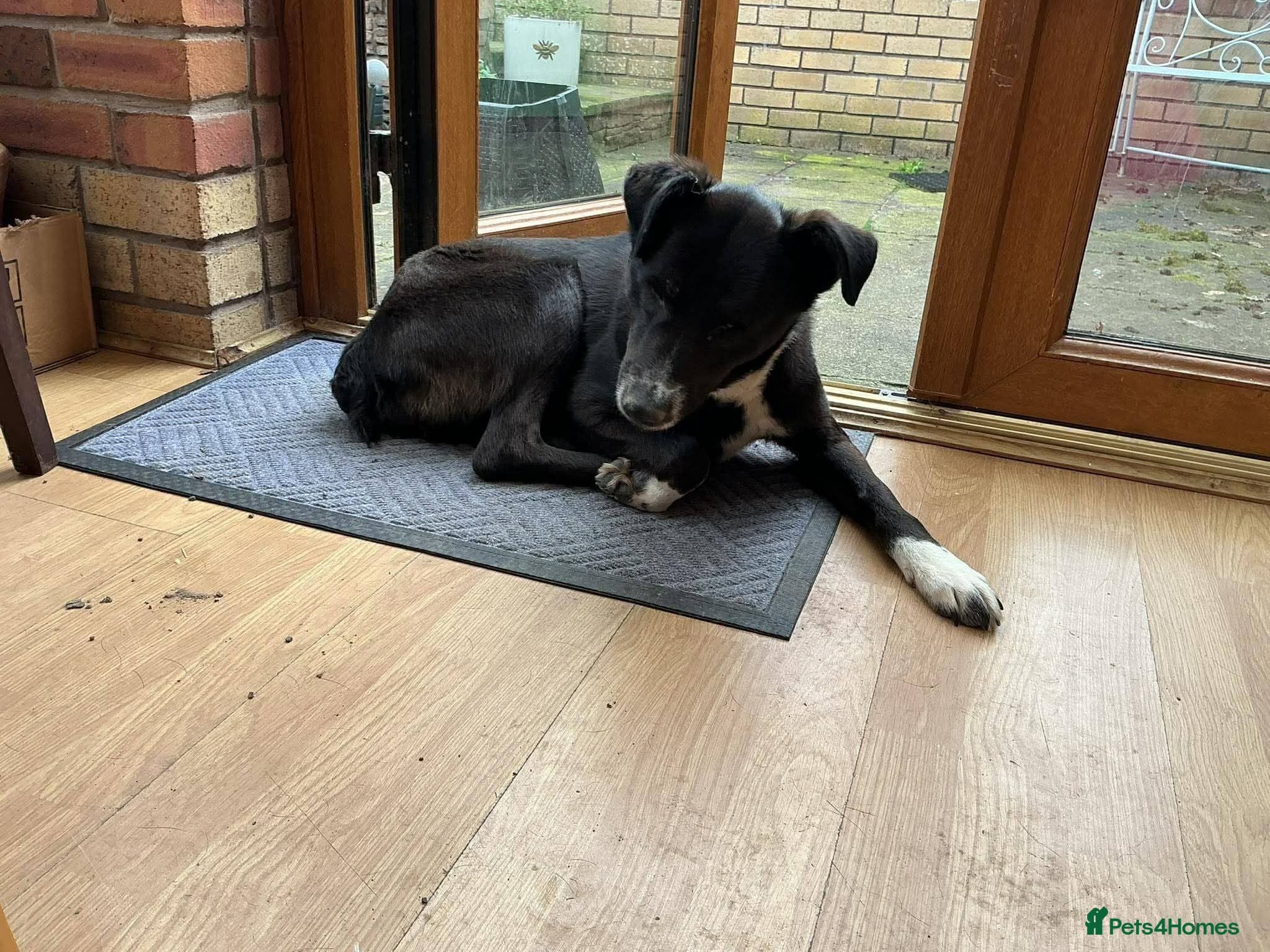 Meet Ava, currently residing in Shropshire photo 4