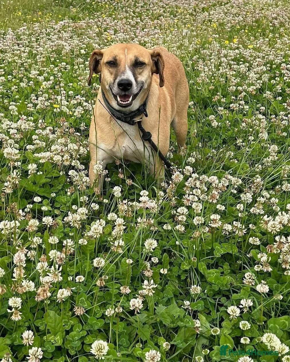 Shandy, a real sweetheart 🧡 photo 8