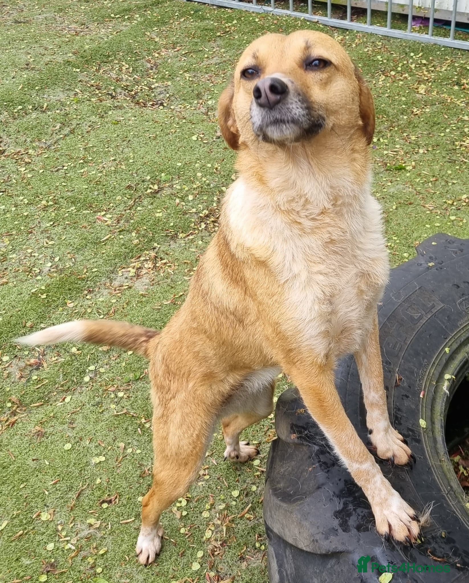 Tessa and Tosca -looking photo 9