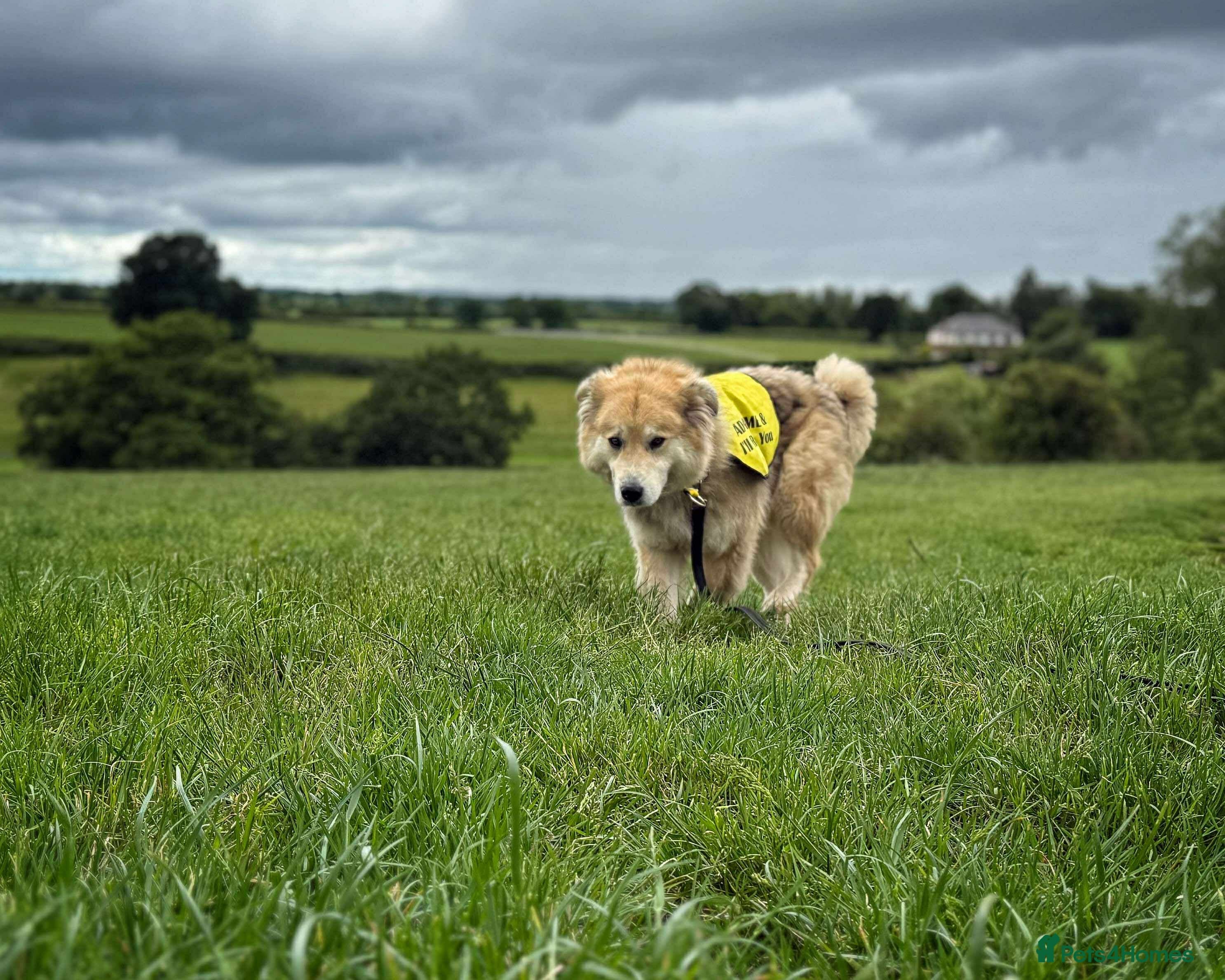 Meet Paddy, currently residing in Cheshire photo 34