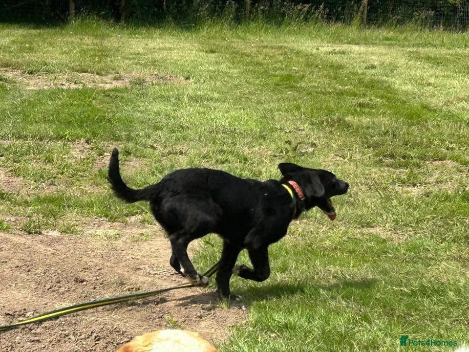 Barney - Norwich norfolk photo 21