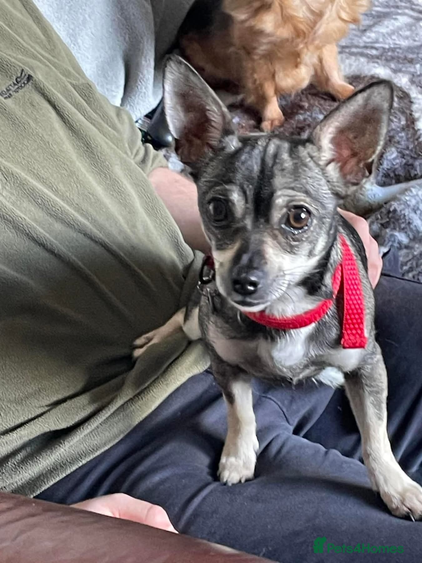 Bella - Hingham Norfolk photo 4