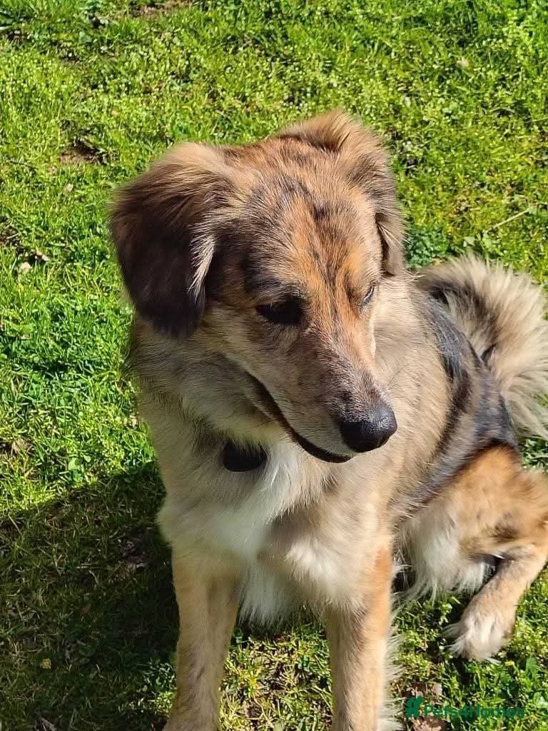 Meet Merlin,currently residing in Gloucestershire photo 6