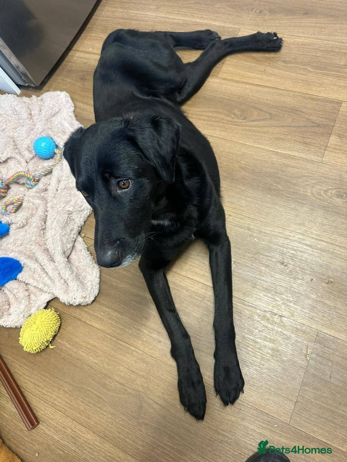 Meet Cosmo, currently residing in Yorkshire photo 9