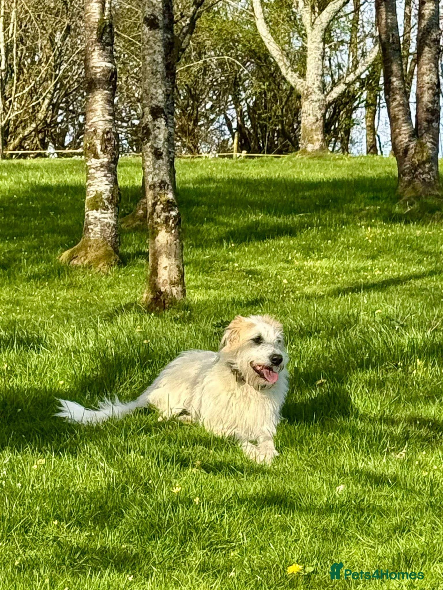 KALLIE- 18 months, loves dogs/playful/active/rural photo 6