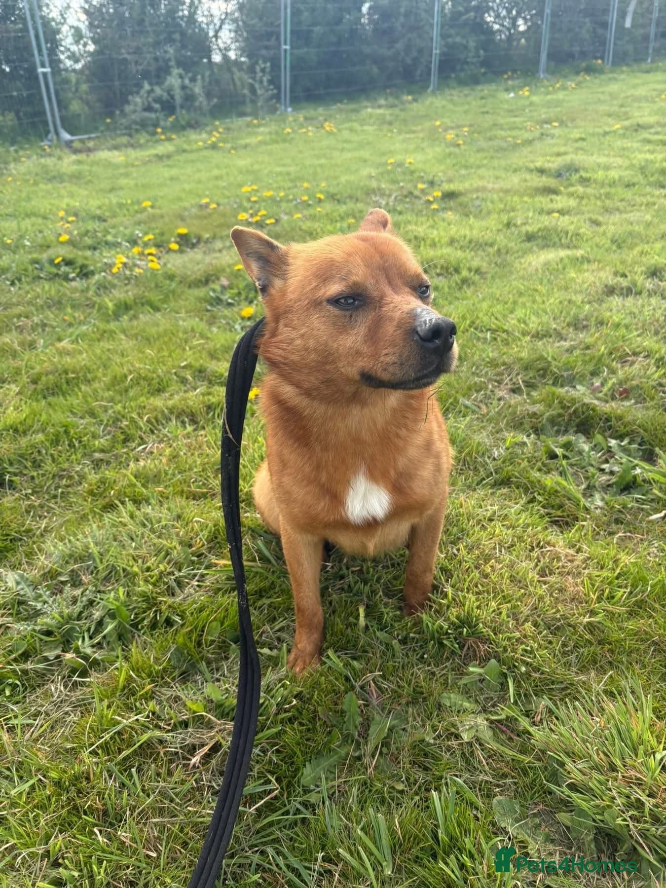 Eli - Norwich Norfolk photo 15