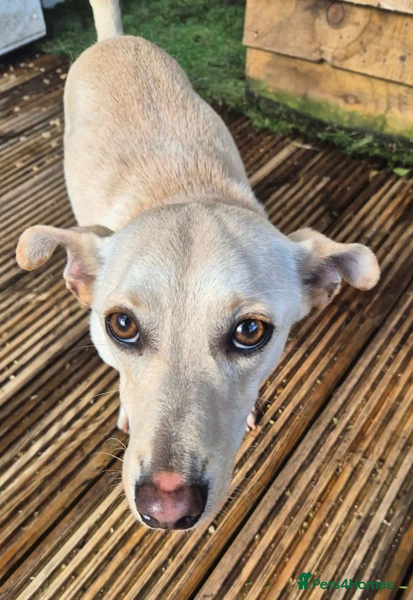 Bobby - In Ayr photo 3