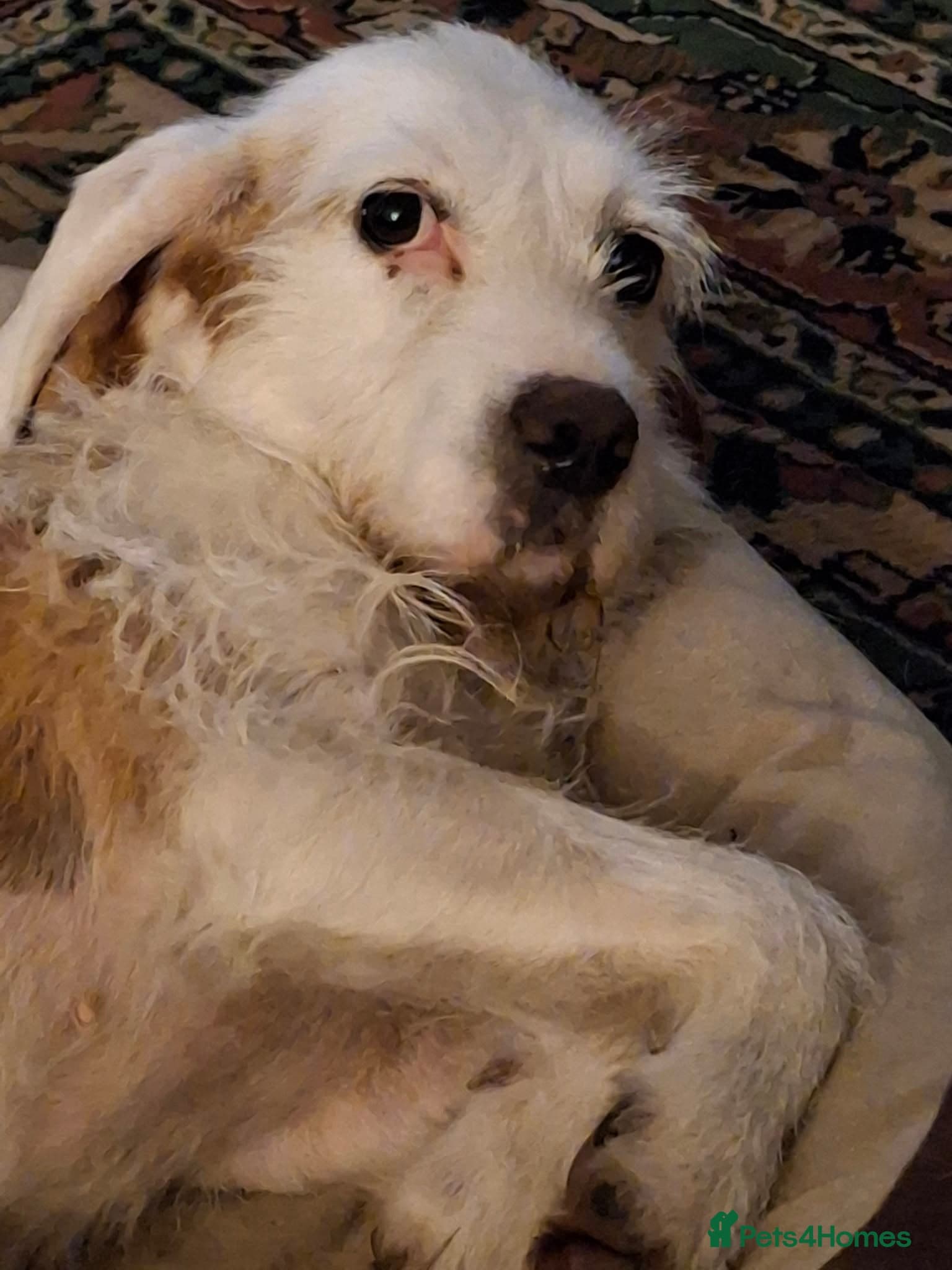 Lovely Dulce photo 6