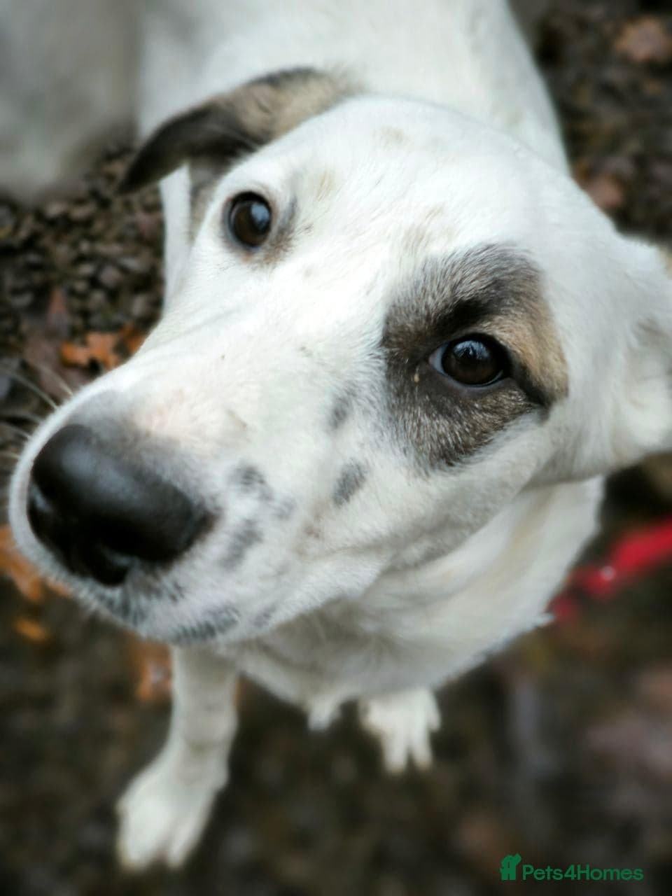 ️PLIAMKA❤️9-month-old loving and playful girl photo 21