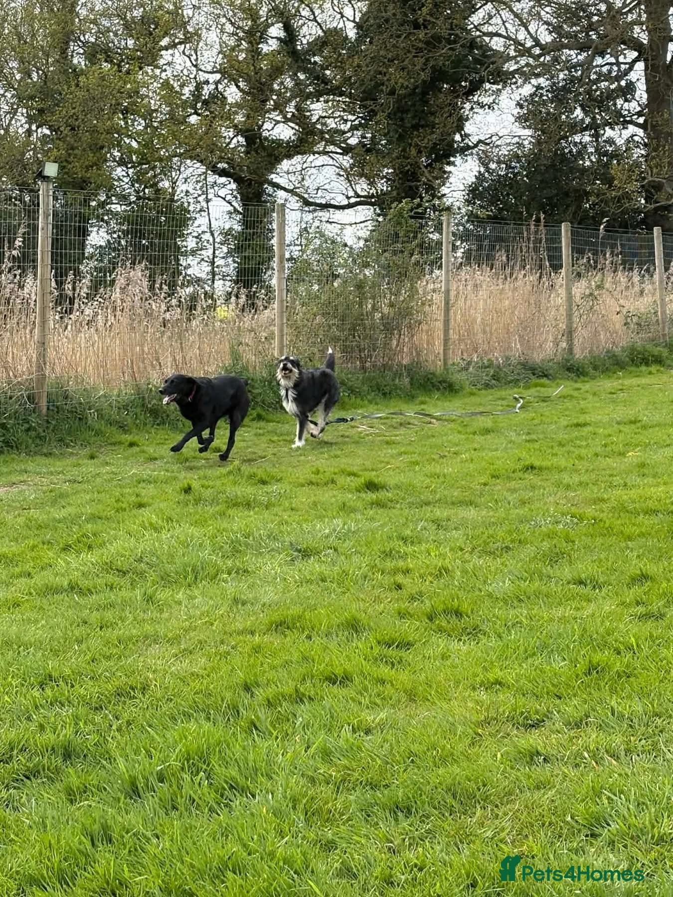 Mabel - Badersfield Norfolk photo 17