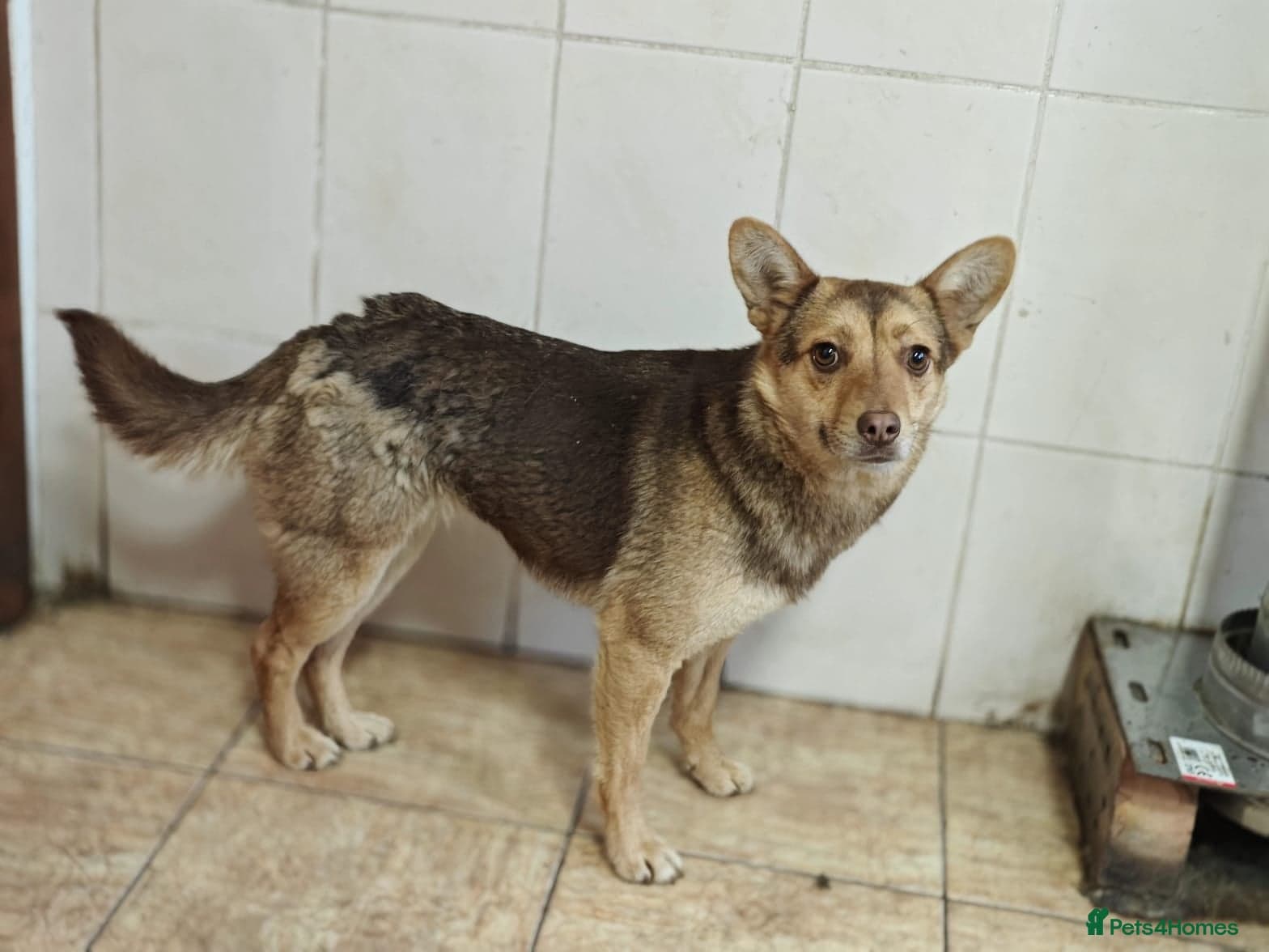 ️🐶 rudya photo 14