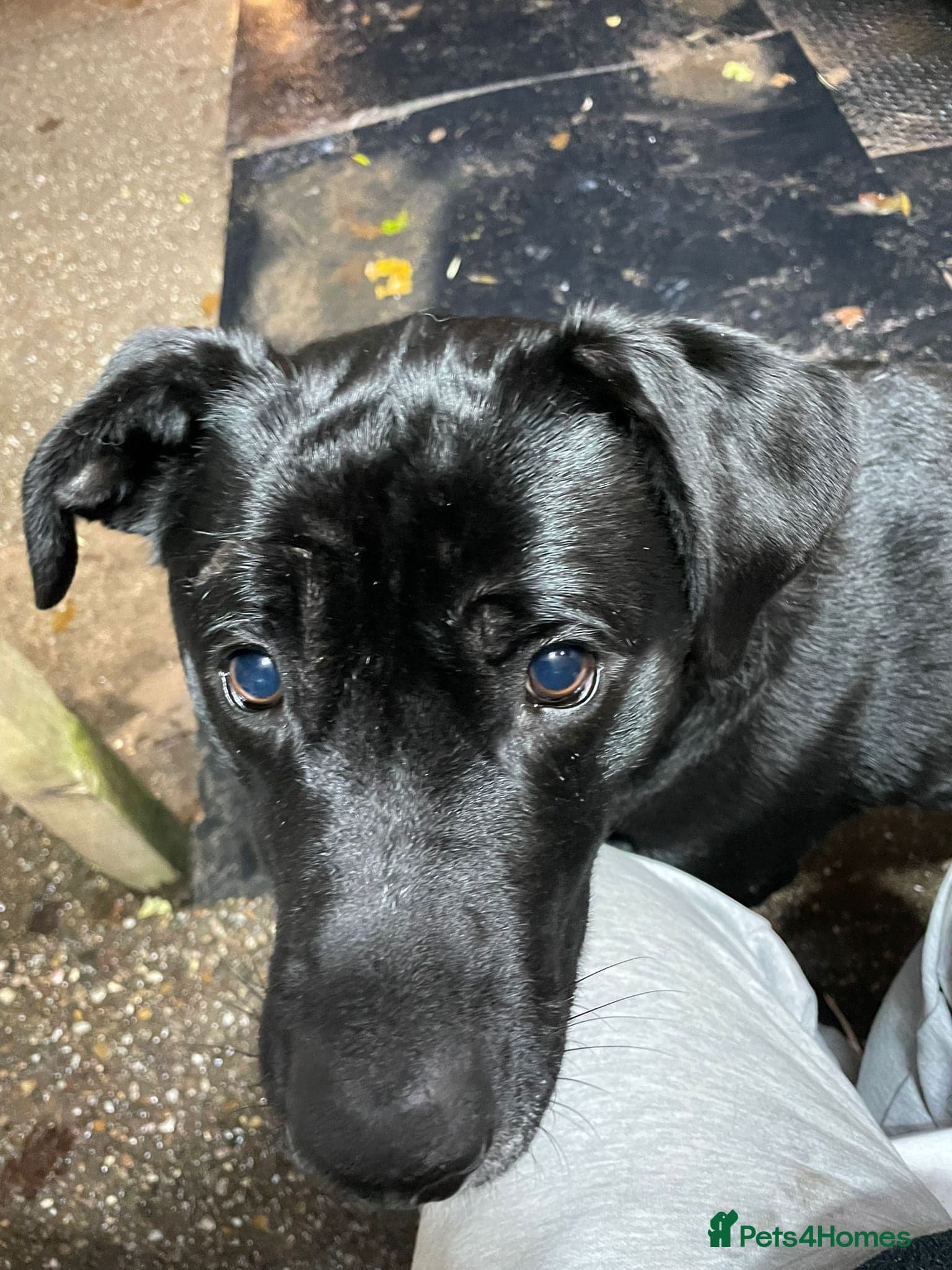SHEAMUS,URGENT sensitive Soul Labrador Cross photo 6