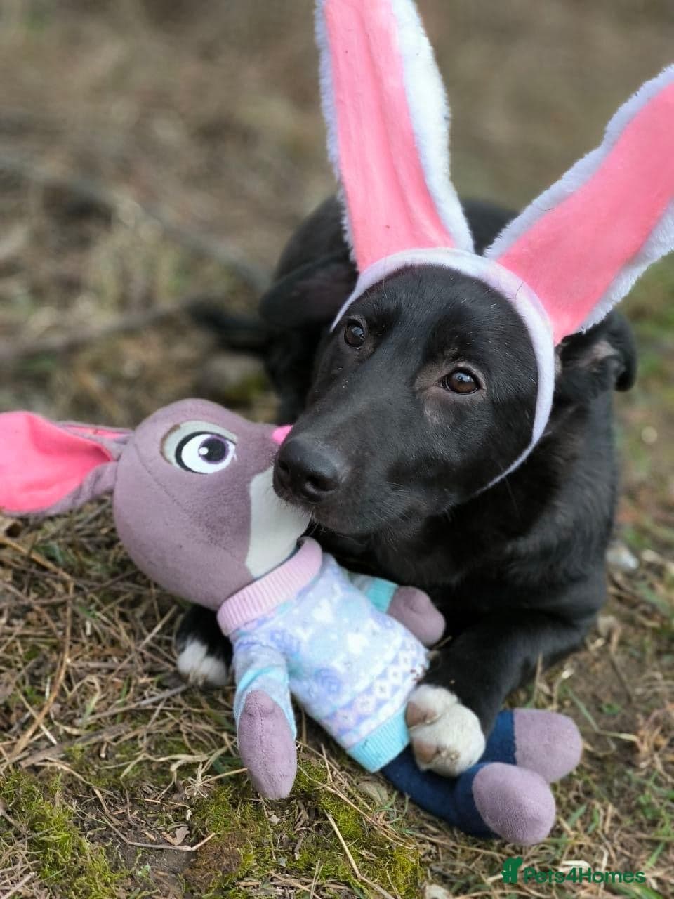 ️🐶 masha photo 16