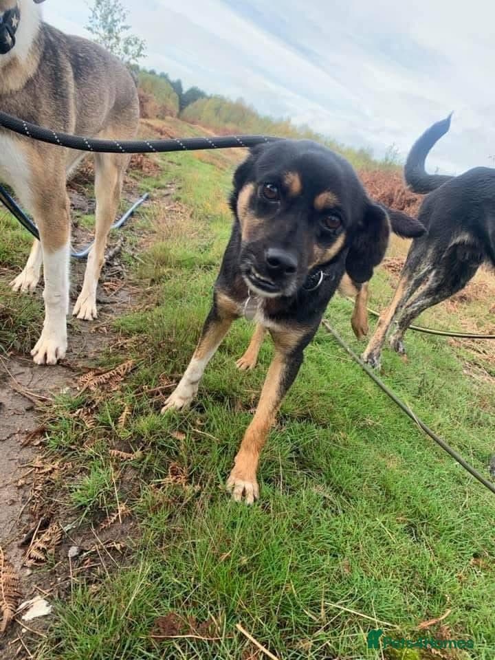 Paddy - Norwich Norfolk photo 7