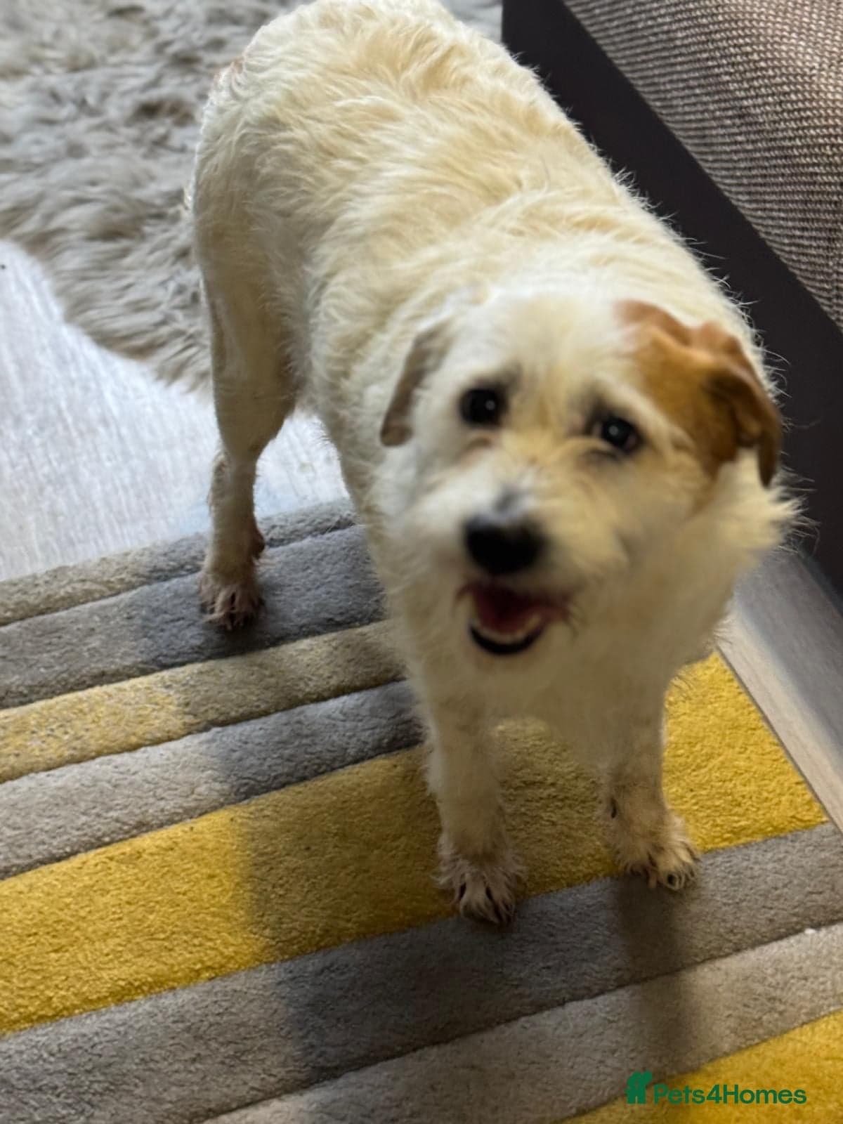 Cute girl Pepsi — Mixed Breed