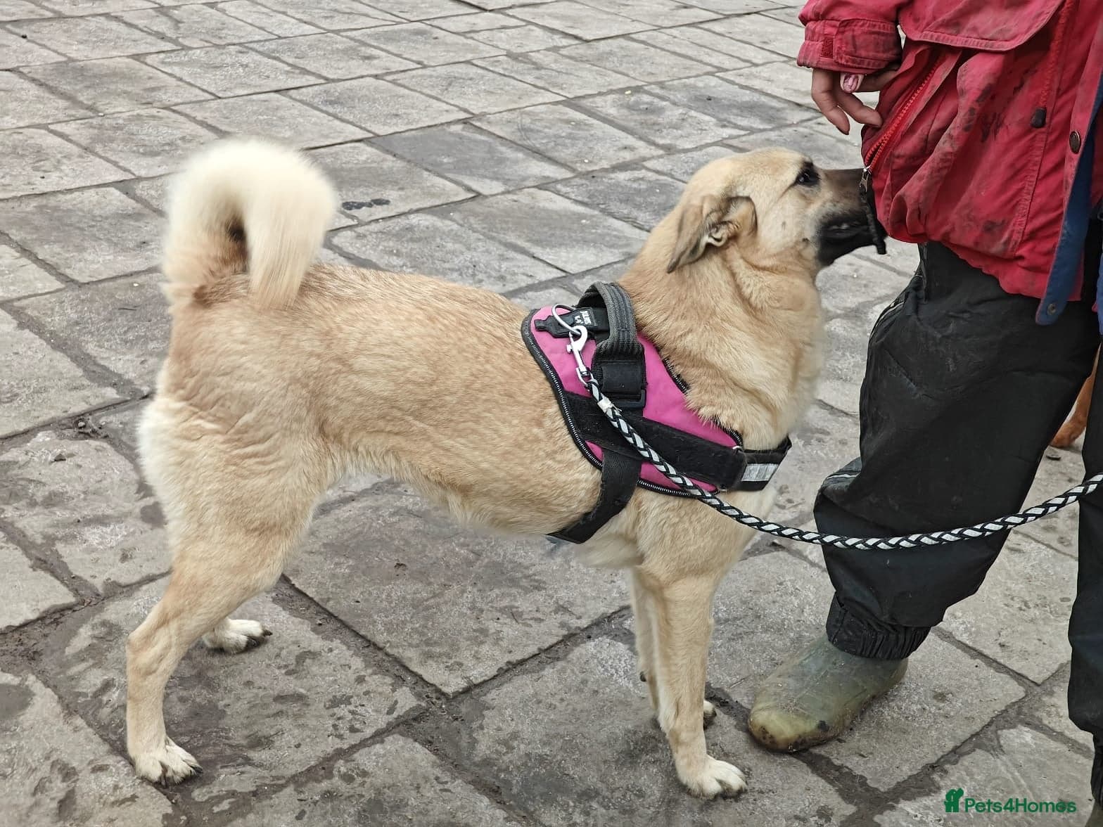 ️🐶 stacy photo 11