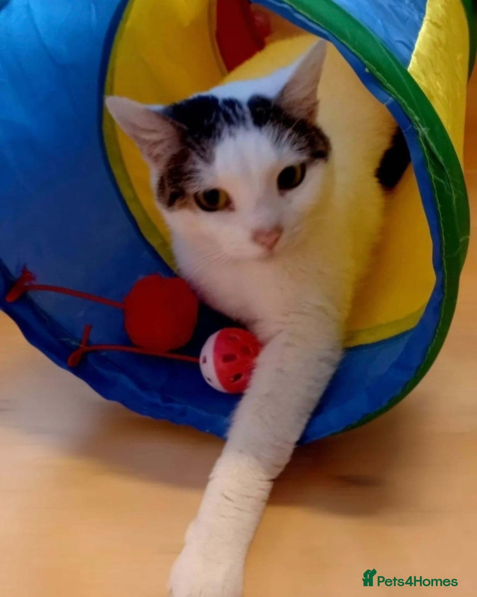 Meet Misty 🌹 — Mixed Breed