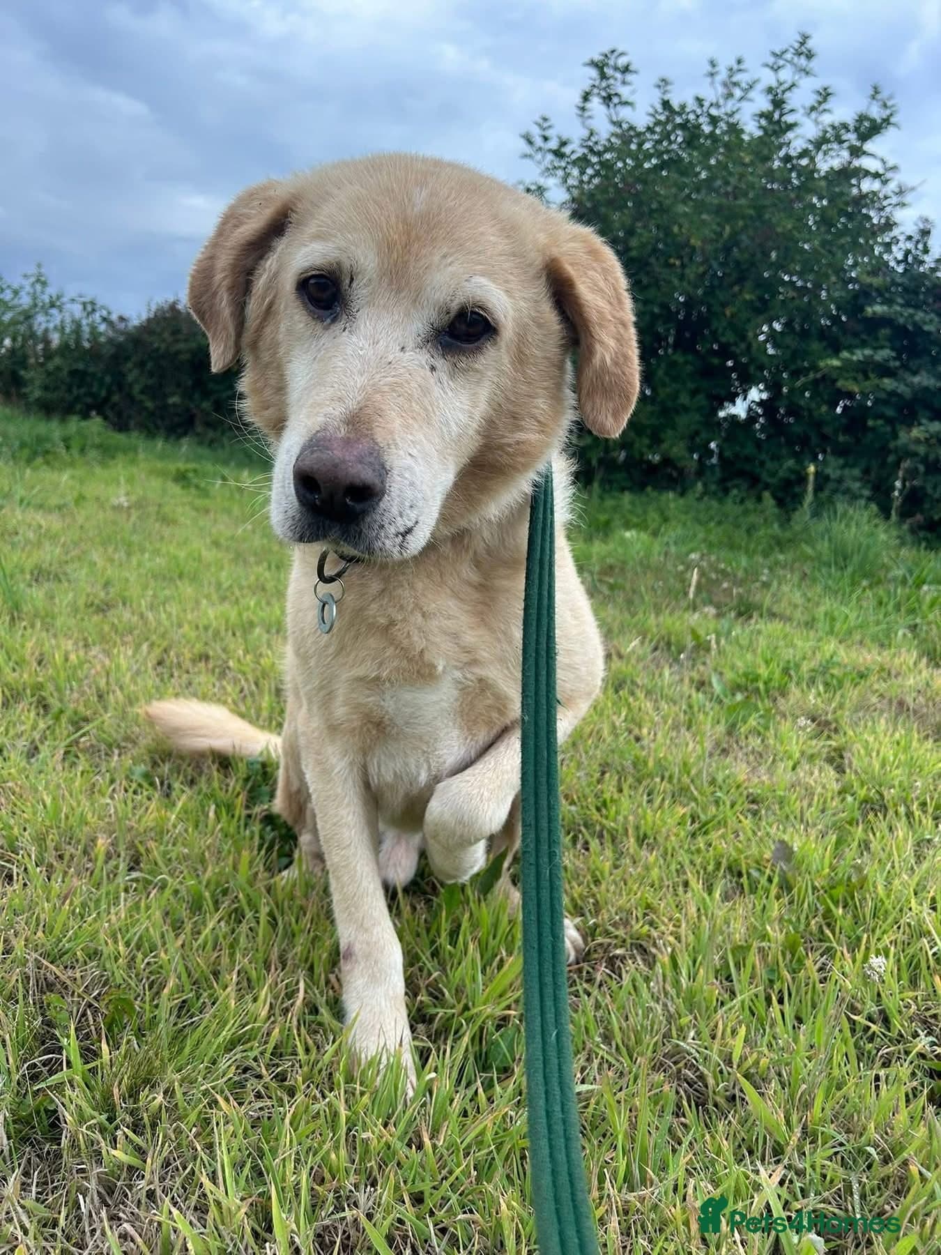 Rupert - Norwich Norfolk photo 6