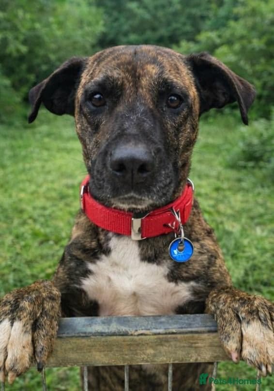 ️🚨URGENT🚨‼️ ALMA🩷🐾 Around 5 years photo 3