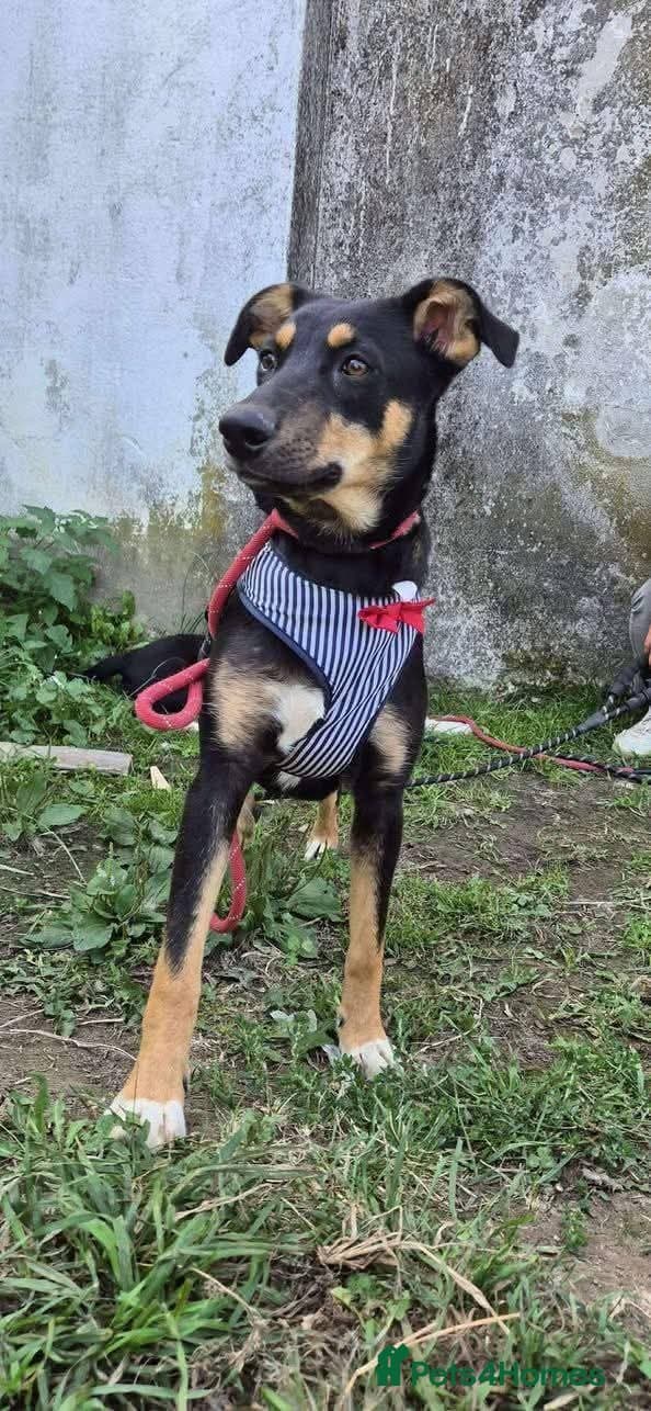 Meet Puffin currently residing in Essex photo 11