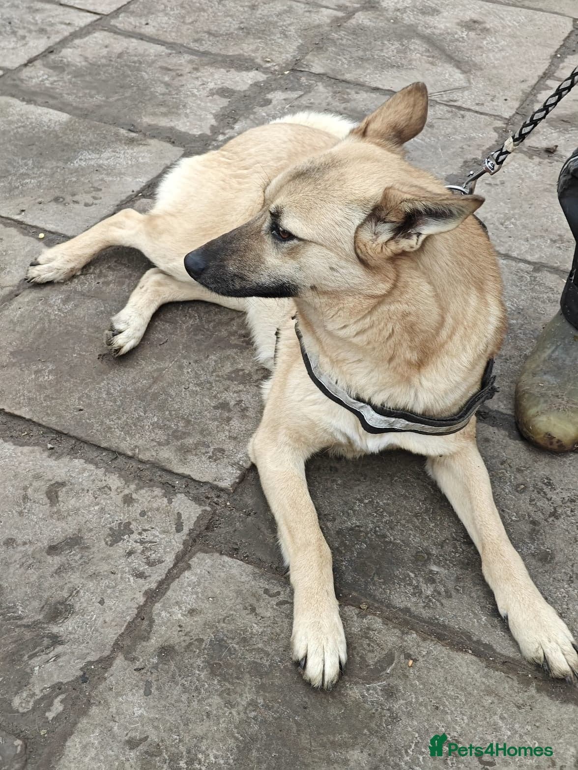 ️🐶 stacy photo 18