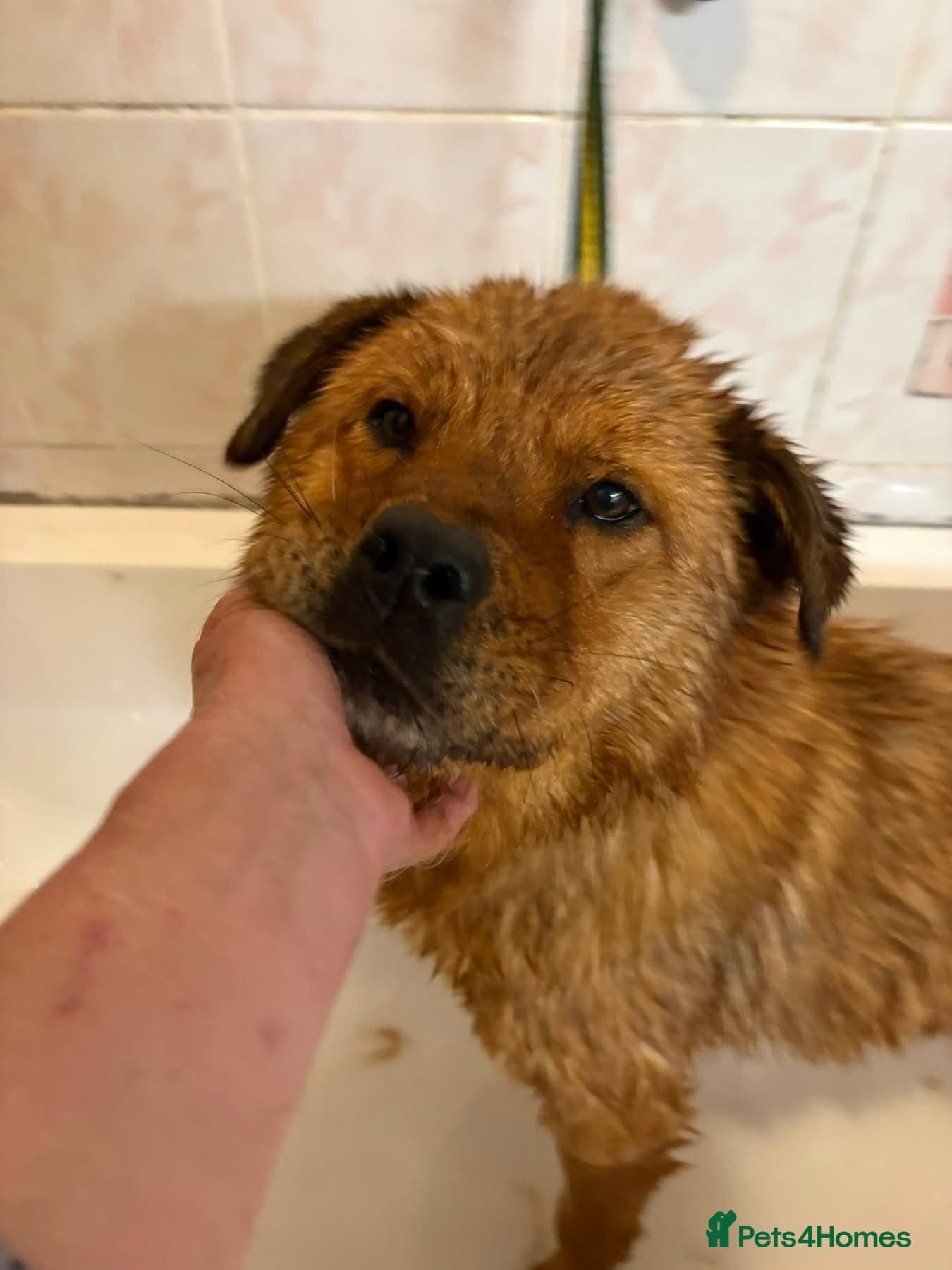 Princess - Norwich Norfolk photo 2