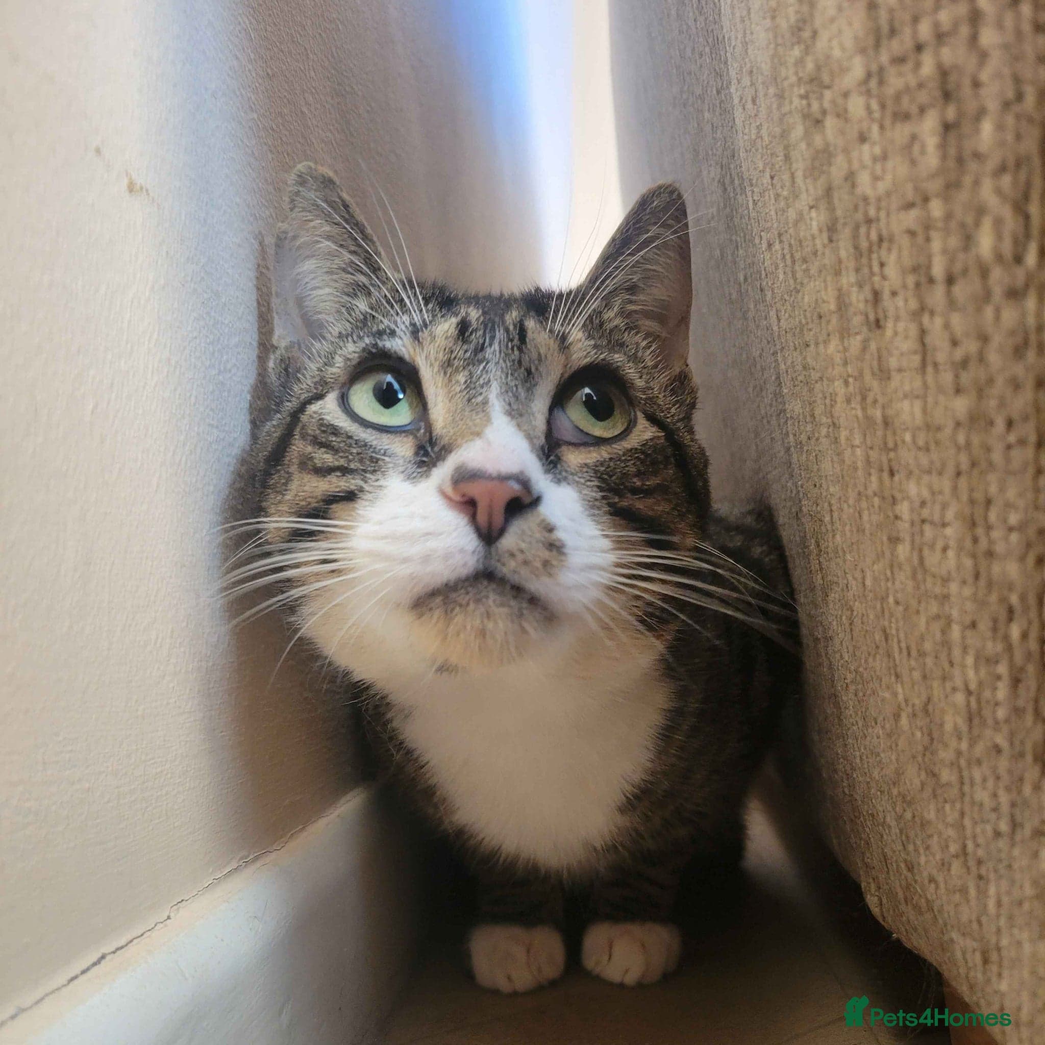 Sweet Totoro — Domestic Shorthair