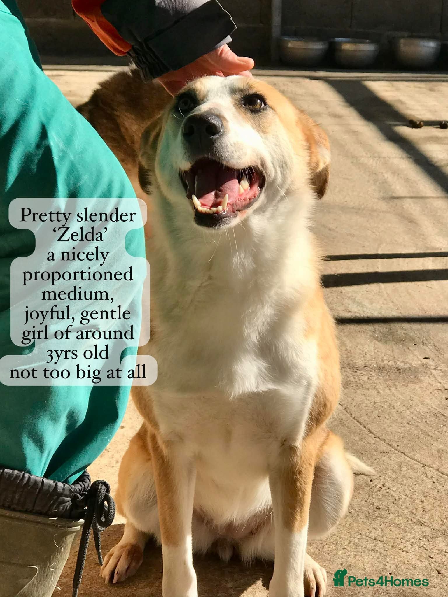 Zelda, 3 yrs old approx. photo 6