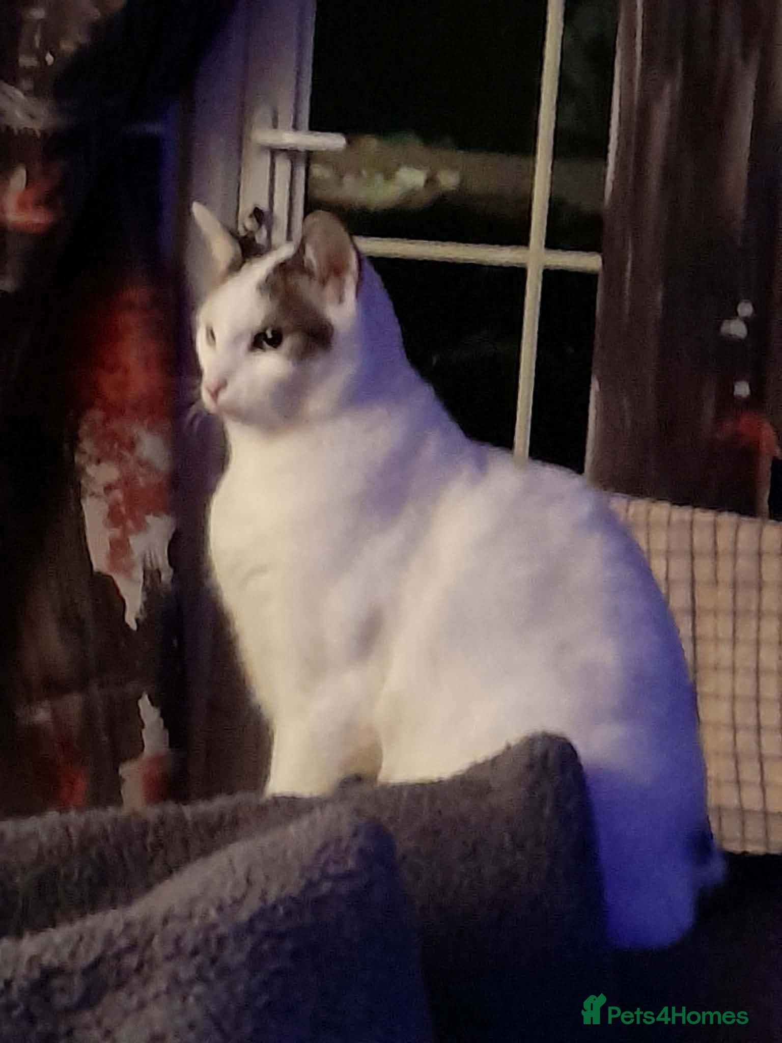 Beautiful Keanu and snow photo 5