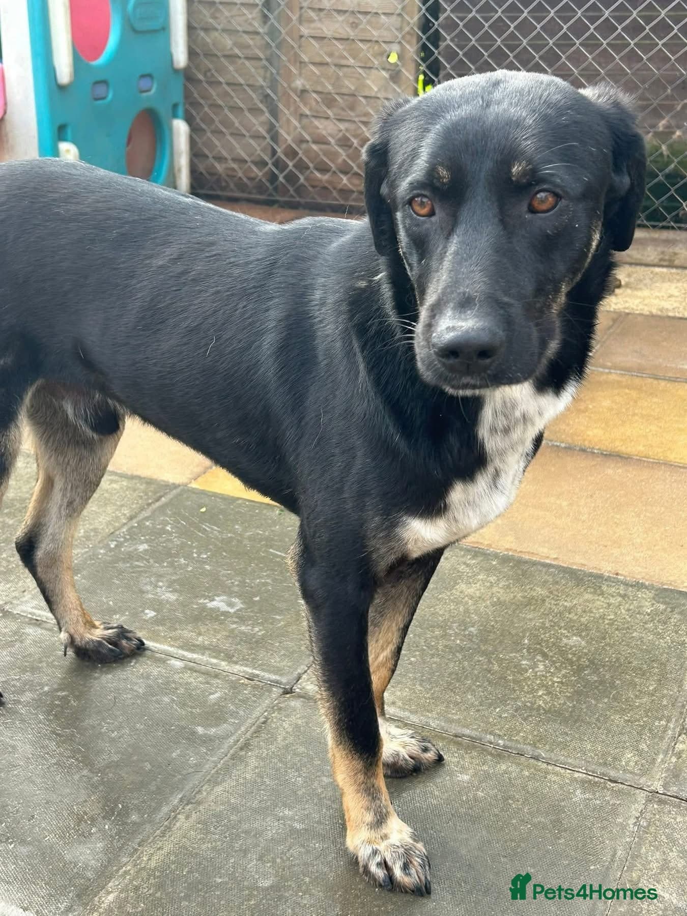 Whiskey. Norwich Norfolk photo 13