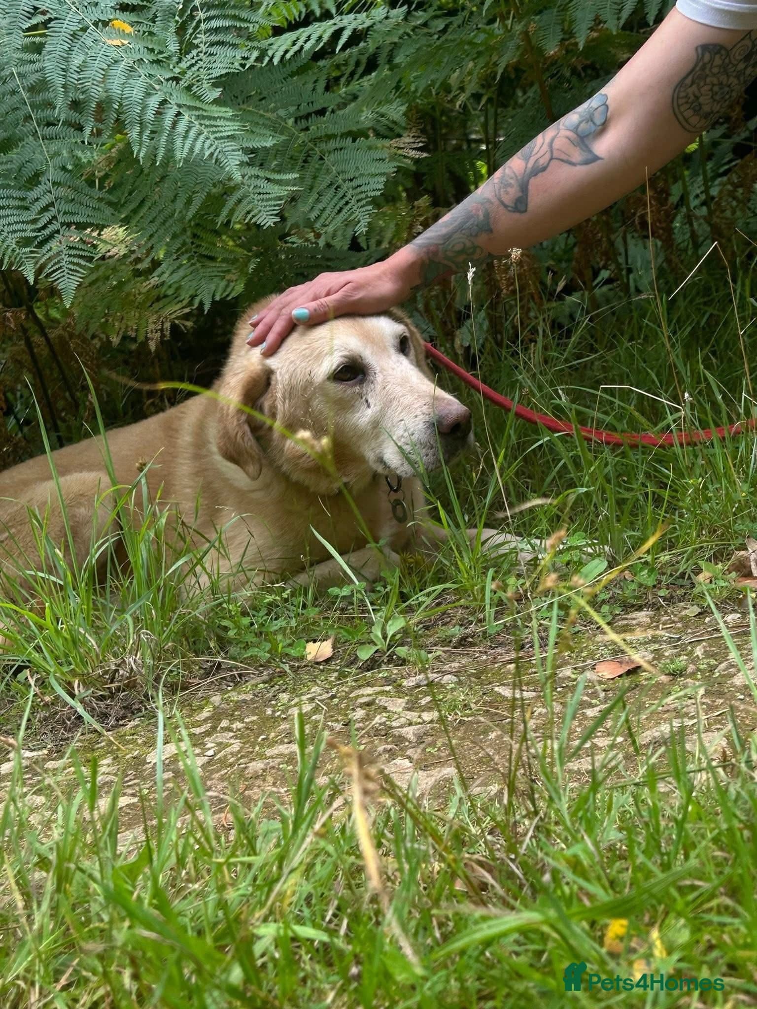 Rupert - Norwich Norfolk photo 9