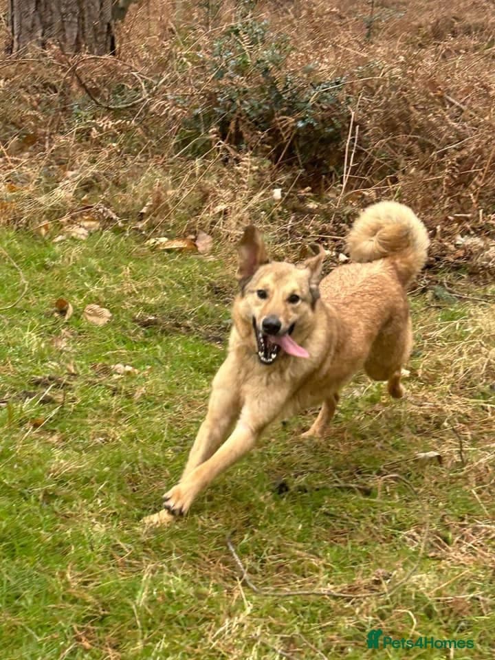 Pettern - Norwich Norfolk photo 15