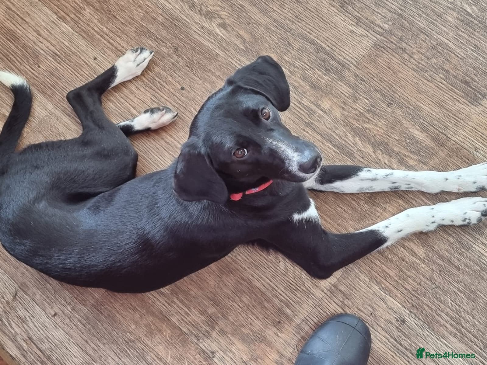 Nora for adoption in cornwall/devon photo 18