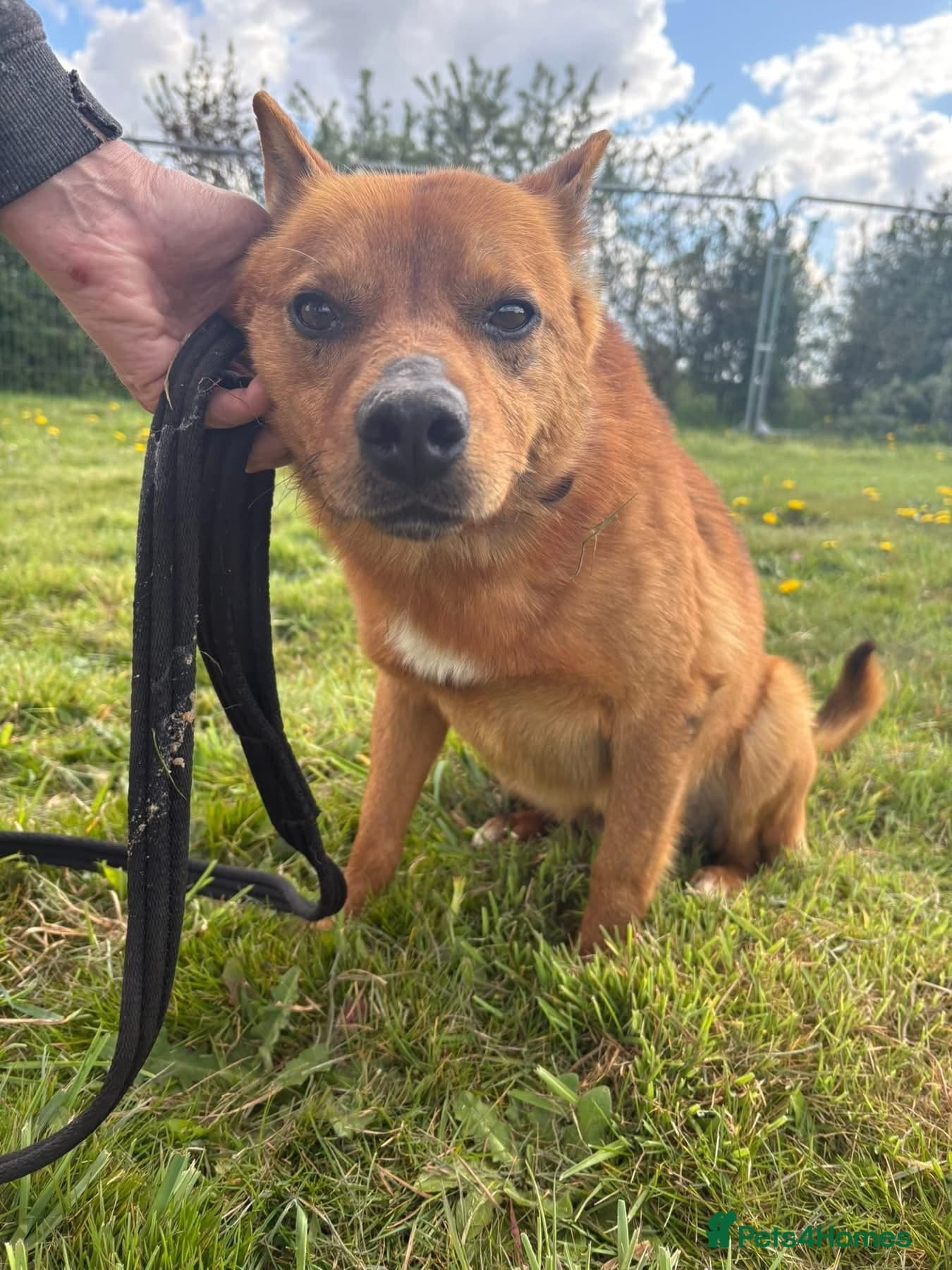 Eli - Norwich Norfolk photo 13