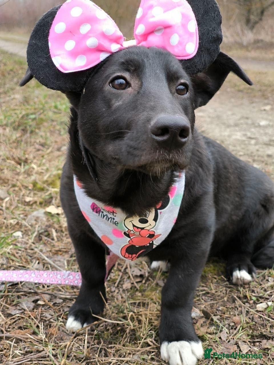 ️🐶 masha photo 6