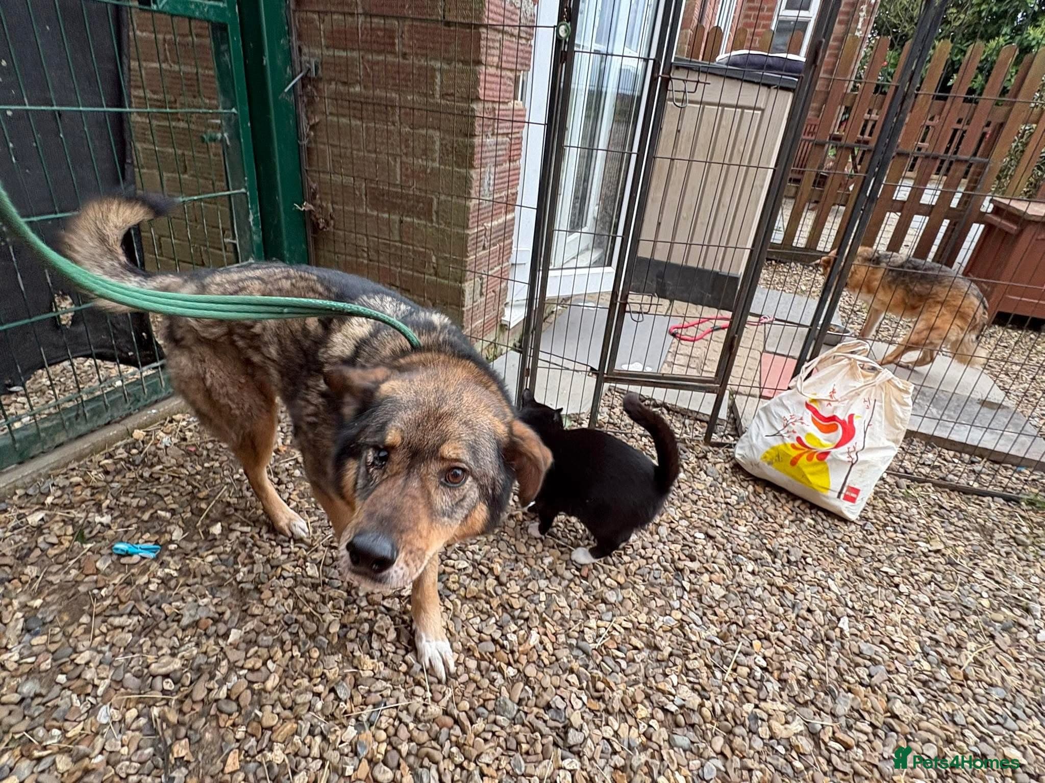 Rufus - Taverham Norfolk photo 12